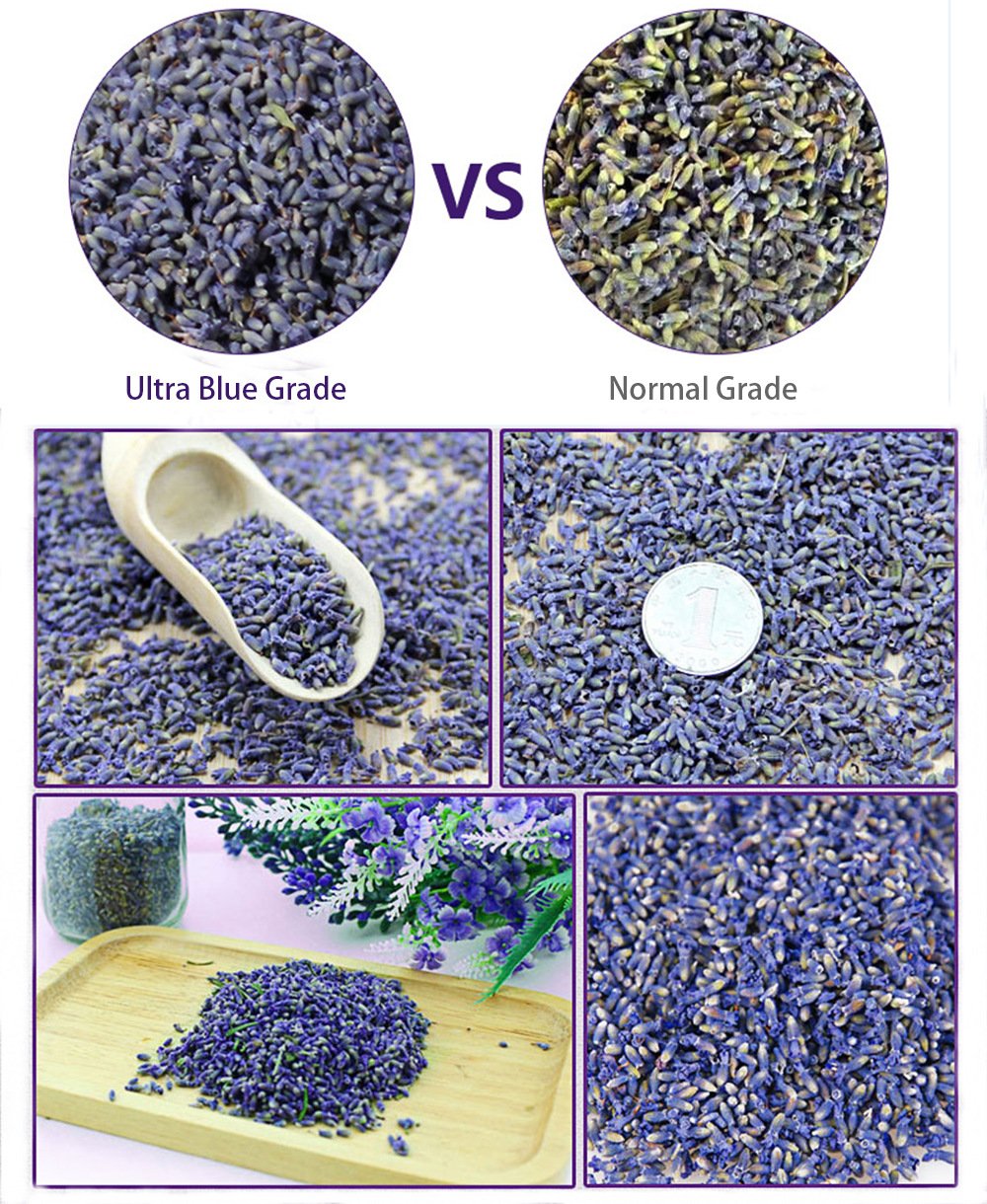 TooGet Fragrant Lavender Buds Natural Dried Flowers Wholesale, Ultra Blue Grade - 1/2 Pound