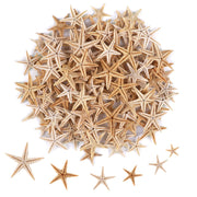 100 Pcs Small Starfish Star Sea Shell Beach for Craft 0.4"-1"