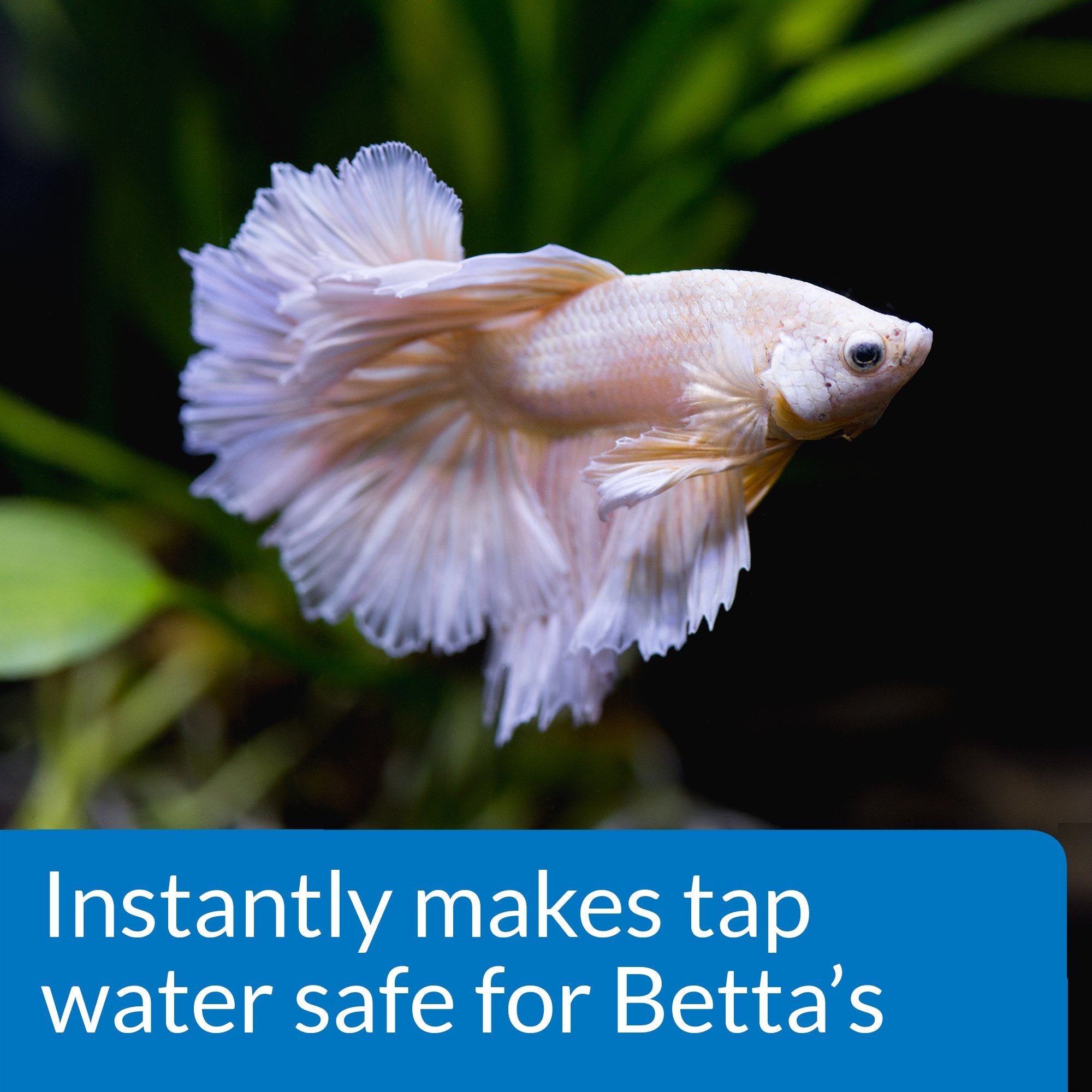 API BETTA WATER CONDITIONER Betta Fish Freshwater Aquarium Water Conditioner 1.7-Ounce Bottle