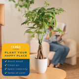 Costa Farms Money Tree, Easy Care Indoor Plant, Live Houseplant in Ceramic Planter Pot, Bonsai Potted in Potting Soil, Home Décor, Birthday Gift, New Home Gift, Outdoor Garden Gift, 16-Inches Tall