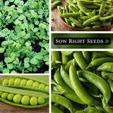 Sow Right Seeds - Sugar Snap Pea Seeds for Planting - Non-GMO Heirloom Packet with Instructions to Plant a Home Vegetable Garden - Grow Tons of Delicious Pods - Cool Season Crop, Super Productive (1)