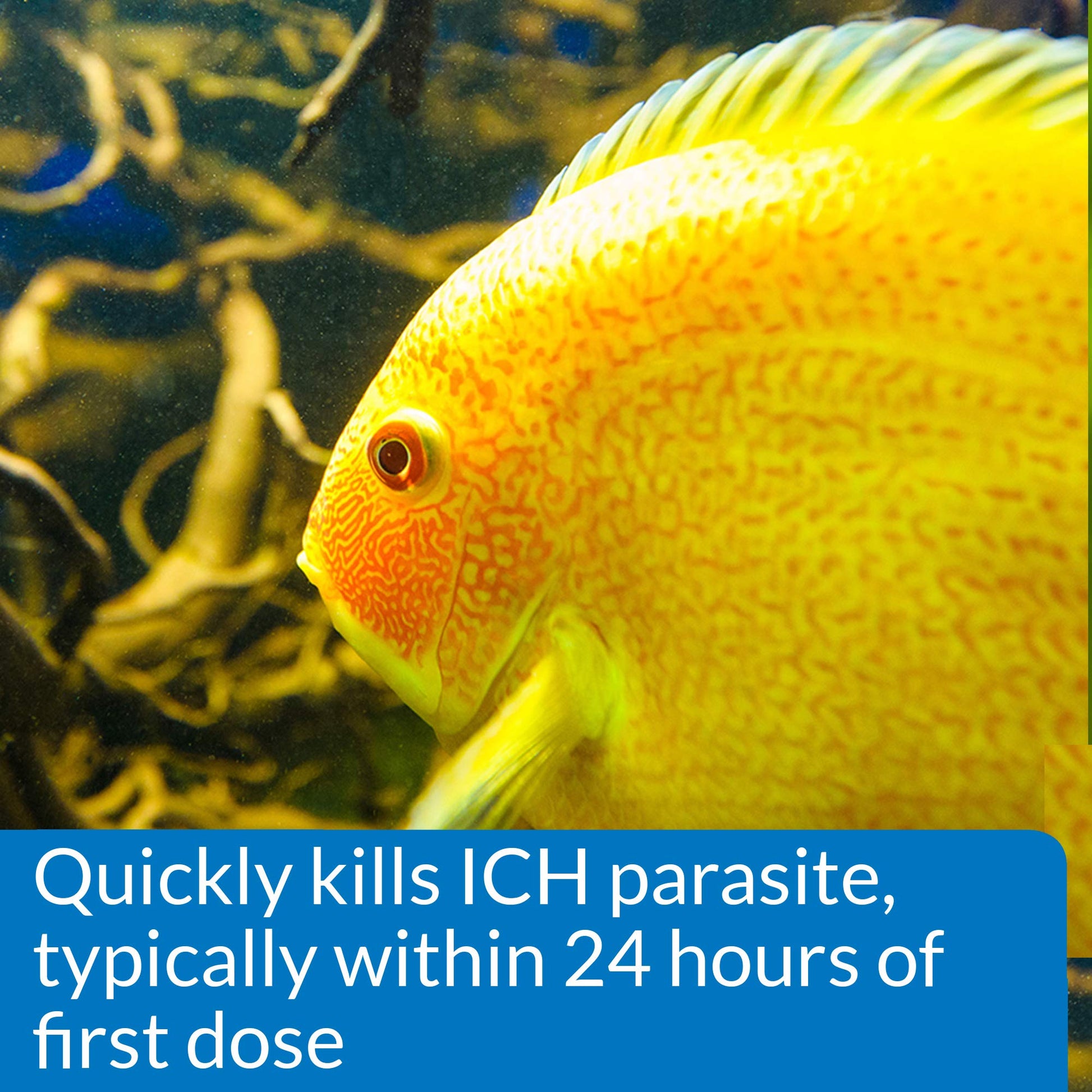 API LIQUID SUPER ICK CURE Fish remedy, Freshwater and Saltwater Fish Medication 4 fl oz(Pack of 1), White