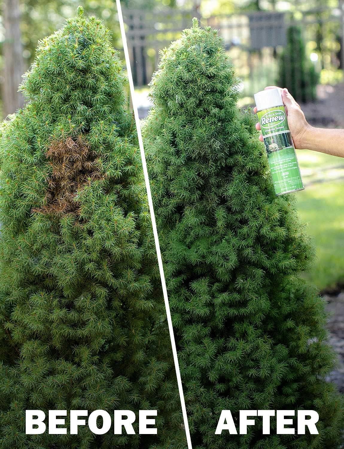 Seymour RENEW Grass and Shrub (Pristine). 1 - 17oz. Can.