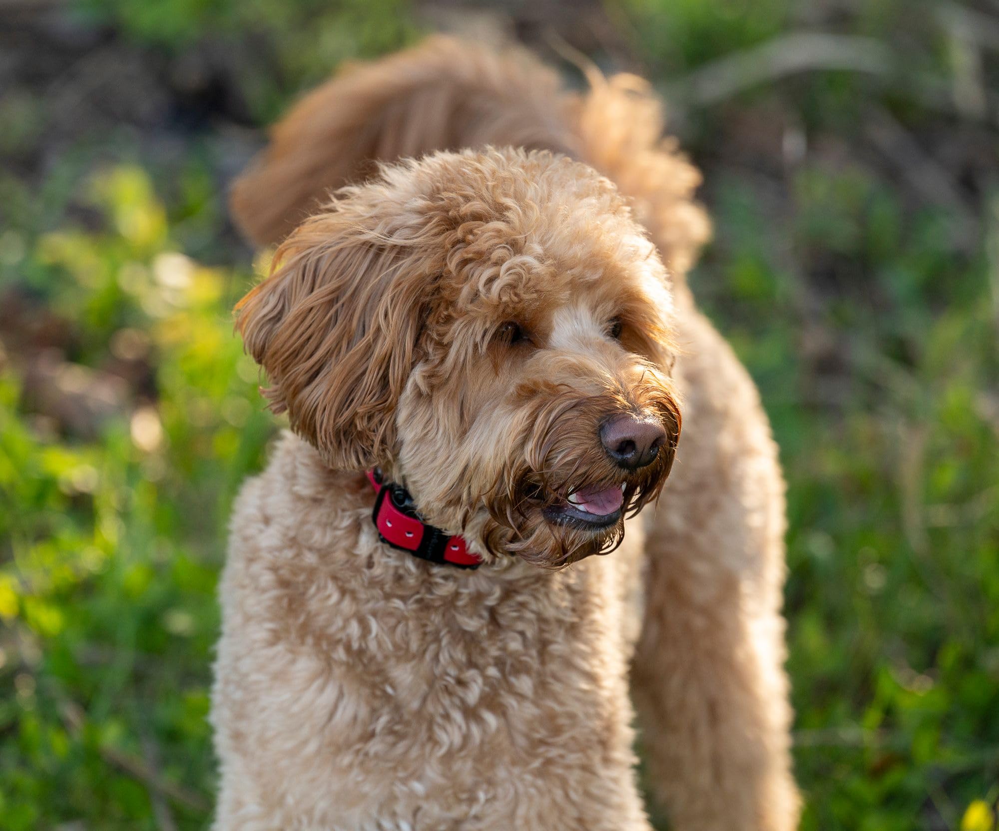 Educator CPAD-011 Dog Training Collar Receiver Contact Pad, Improves Contact, Reduces Irritation and Skin Sensitivities, Winged Ultra Comfort Brass For Dogs with Long Thick Hair, Double Coat