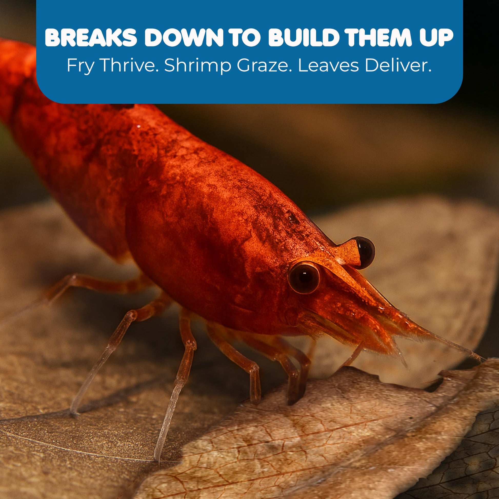 SunGrow 50 pcs Catappa Indian Almond Leaves for Betta Fish Tank Aquarium, 2” Water Conditioner Leaves, Leaf Also Suitable for Shrimp, Goldfish, Guppy and Frogs