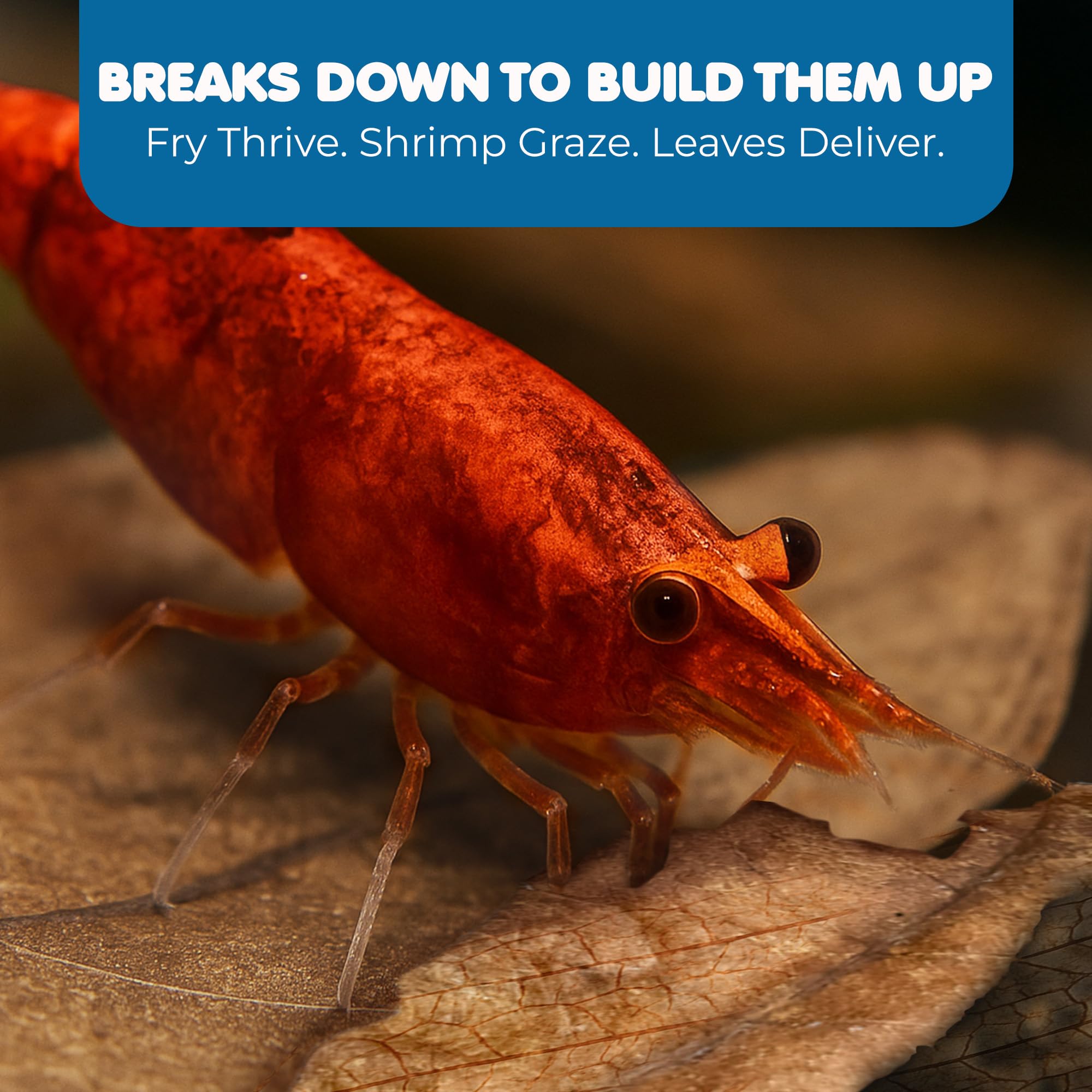 SunGrow 50 pcs Catappa Indian Almond Leaves for Betta Fish Tank Aquarium, 2” Water Conditioner Leaves, Leaf Also Suitable for Shrimp, Goldfish, Guppy and Frogs