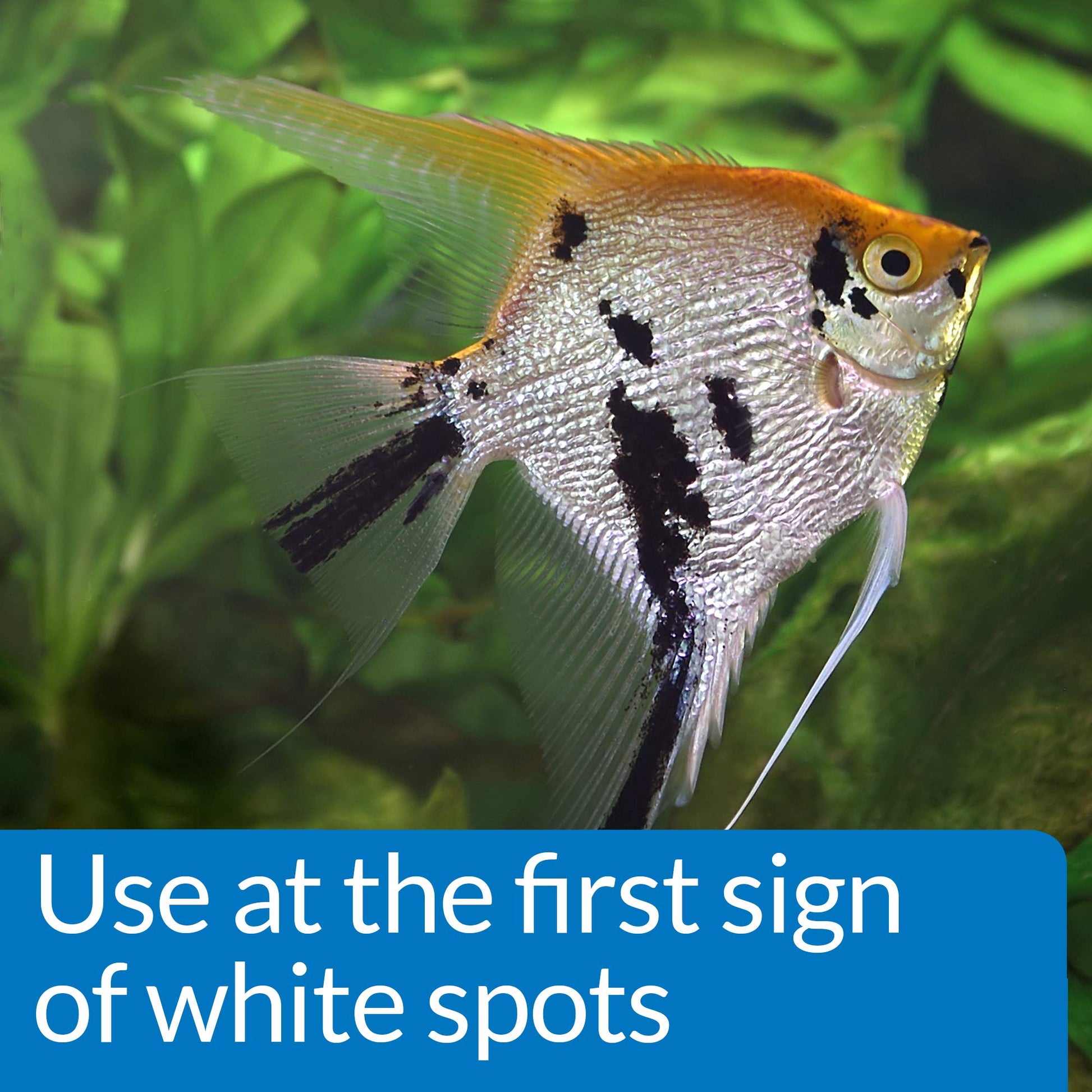 API LIQUID SUPER ICK CURE Fish remedy, Freshwater and Saltwater Fish Medication 4 fl oz(Pack of 1), White