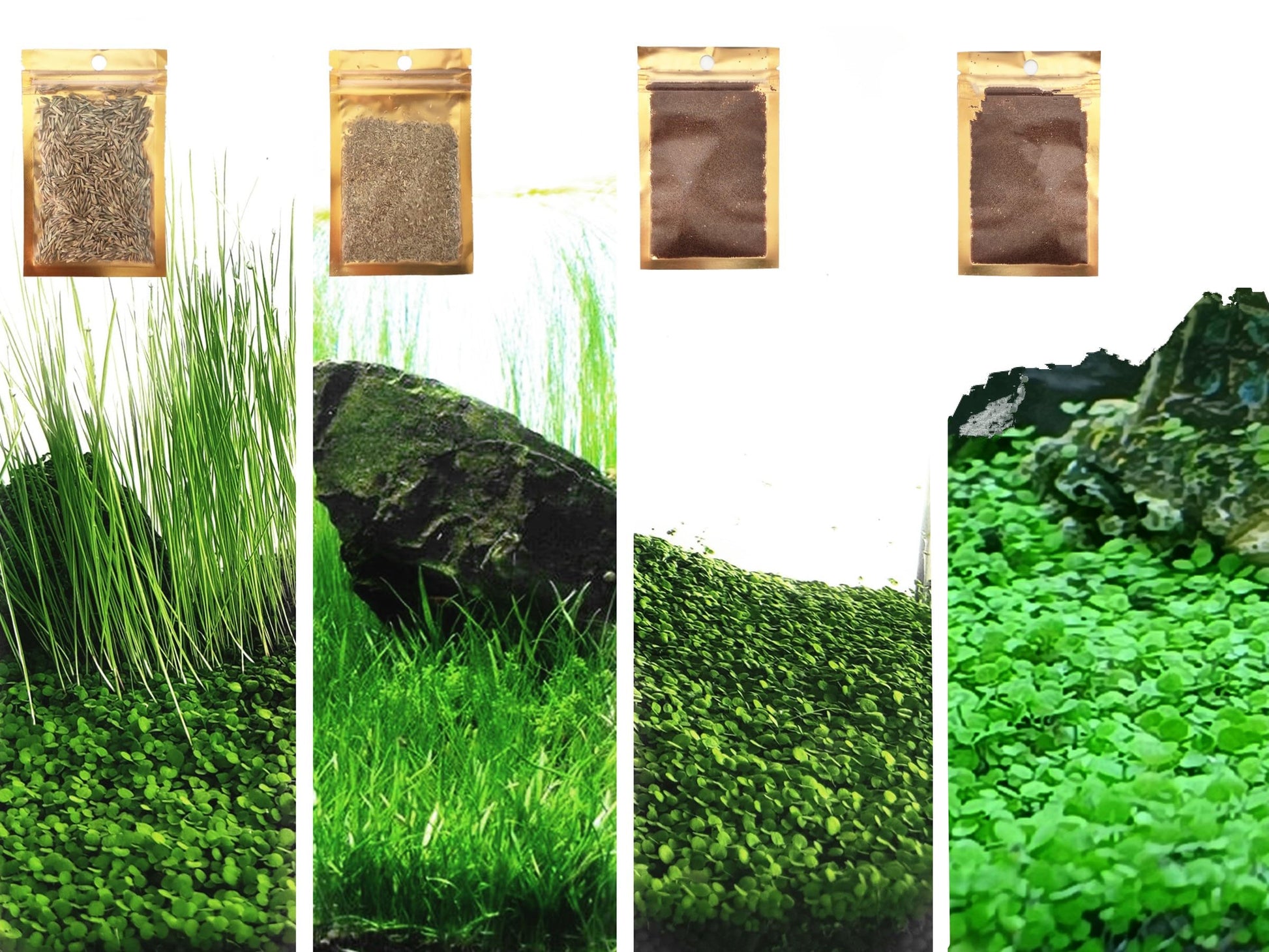 4 Pack Aquarium Plant S.e.e.ds, no Artificial Plastic Plant, Fish Tank Live Grass for All Substrate (0.36ozTiny+0.36oz Long+0.36oz Short+0.36oz Big Dual) ZQV-005