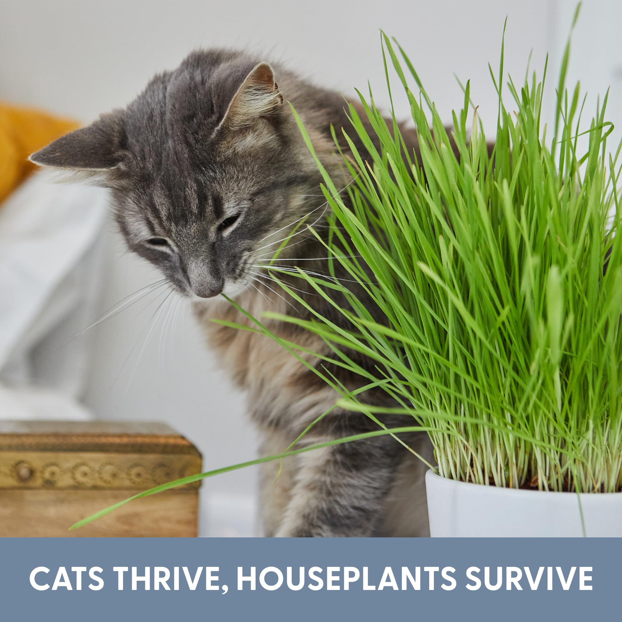 The Cat Ladies Cat Grass Refill Kit 100% Organic 3 Pack