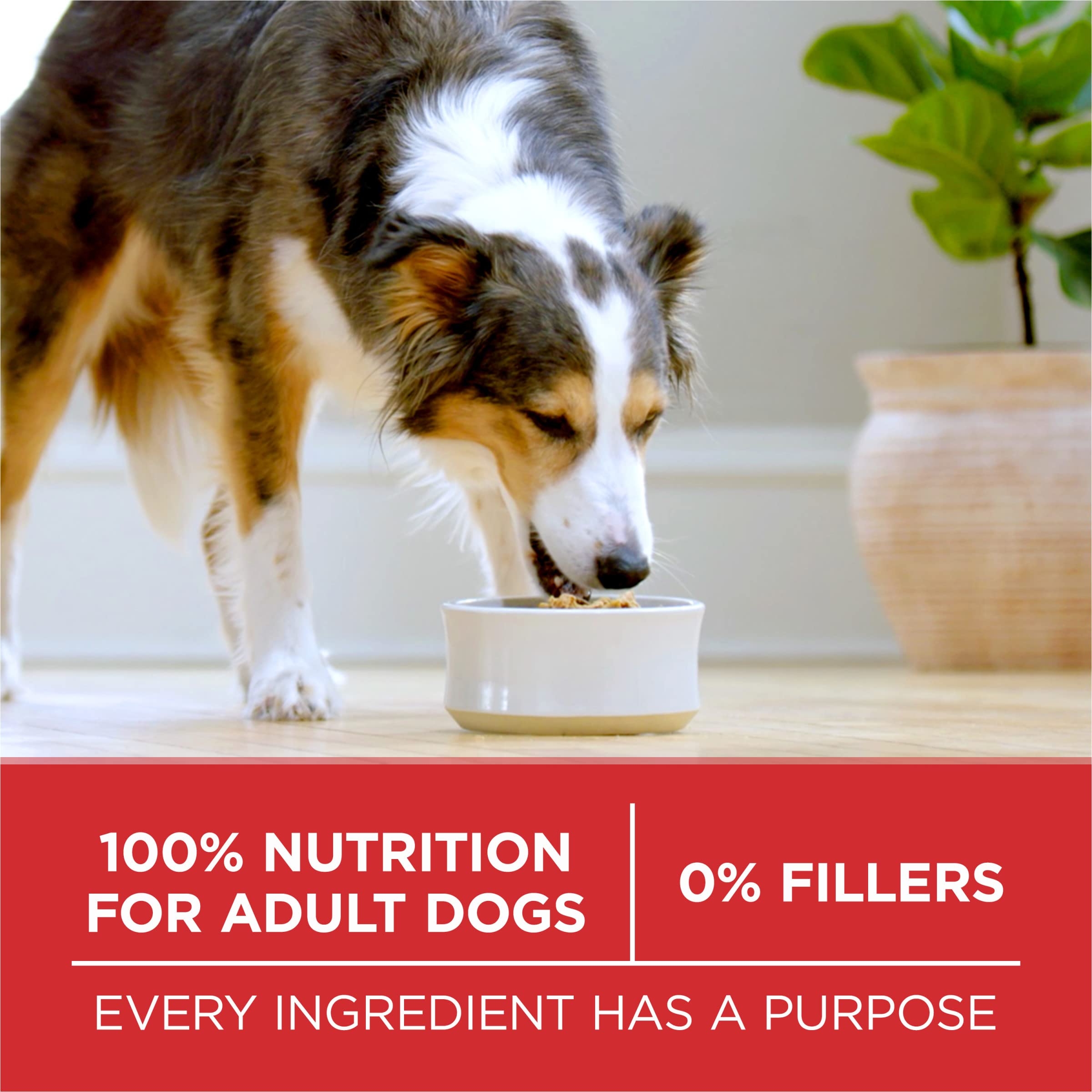 Purina ONE Trockenhundefutter Lamm und Reis Rezeptur – 14,1 kg Sack