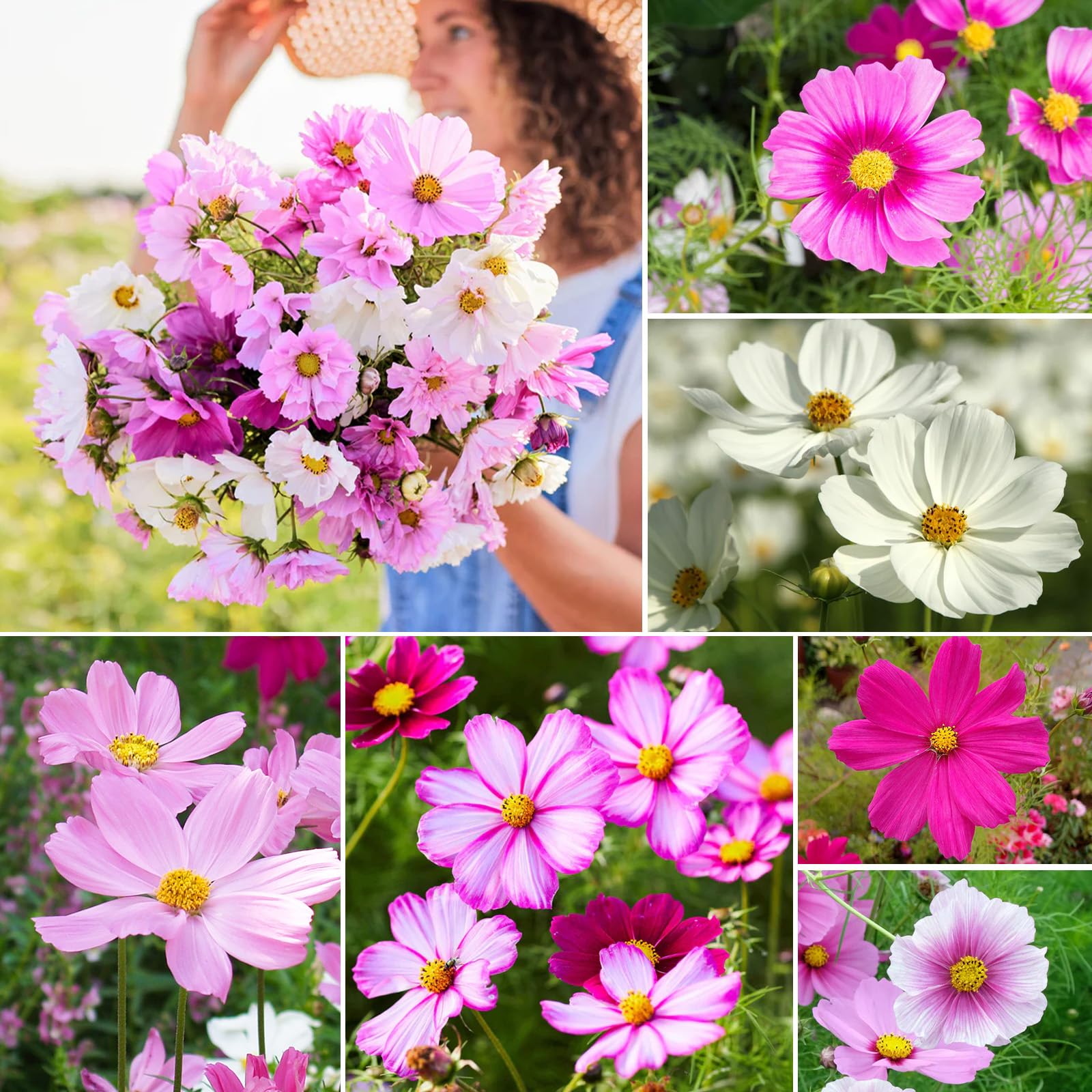 Groundio Cosmos Seeds Wildflower Mix, 1 Oz, Over 3,000 Seeds, 4 Varieties Flowers Seeds for Planting (Radiance, Purity, Pinkie, Picotee), Garden Seeds Open Pollinated Bulk