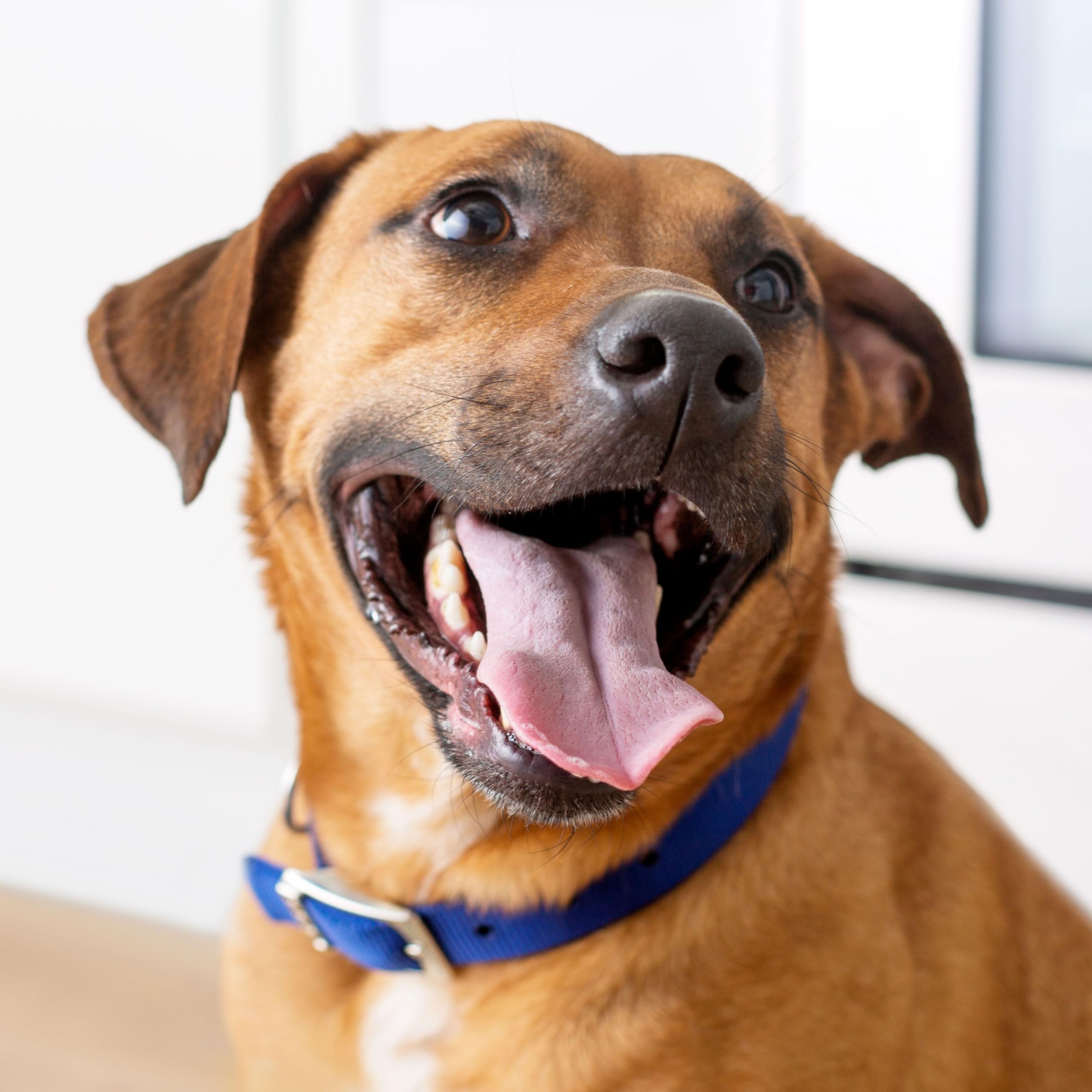 Kibbles 'n Bits Mini Bits Small Breed Dry Dog Food, Savory Bacon & Steak Flavor for Adult Dogs, 3.5 lb. Bag