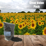 Old Potters Wildlife Black Oil Sunflower Seeds for Birds and Wildlife, Non-GMO & USA Grown on Small Farms, 12 lbs