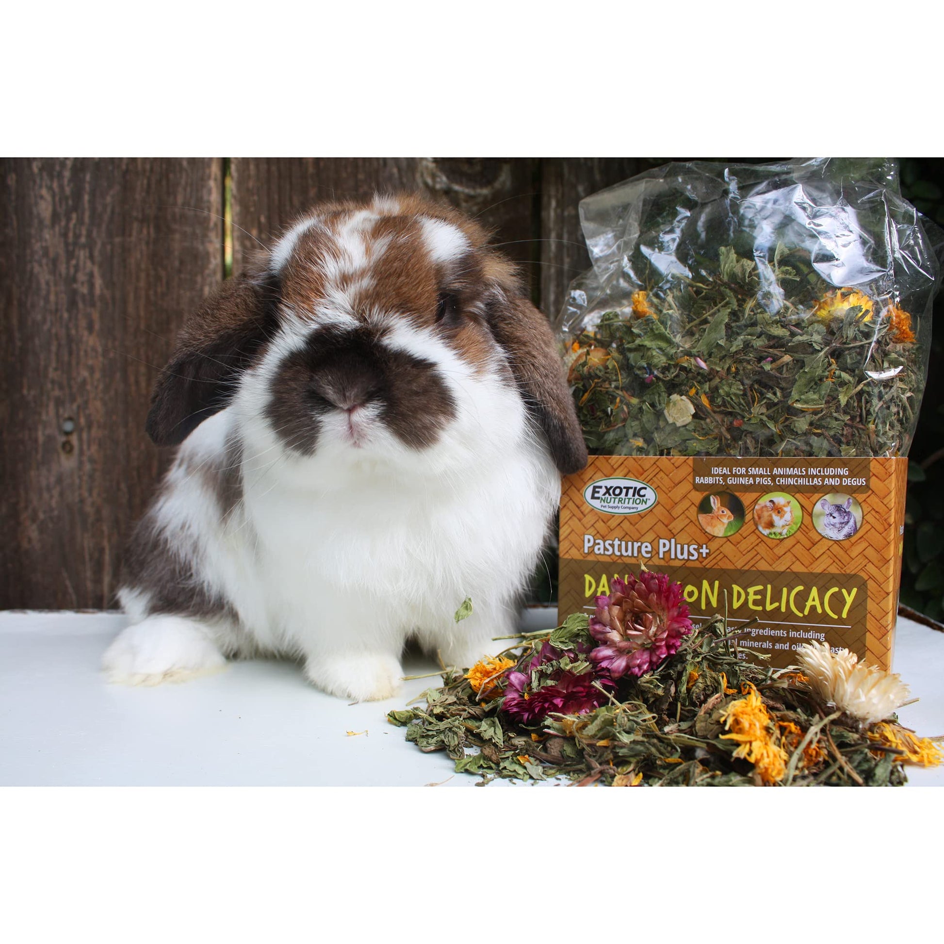 Pasture Plus+ Dandelion Delicacy - Healthy Natural High-Fiber Dried Flower Treat - Squirrels, Guinea Pigs, Rabbits, Chinchillas, Prairie Dogs, Degus, Hamsters, Gerbils & Other Small Pets