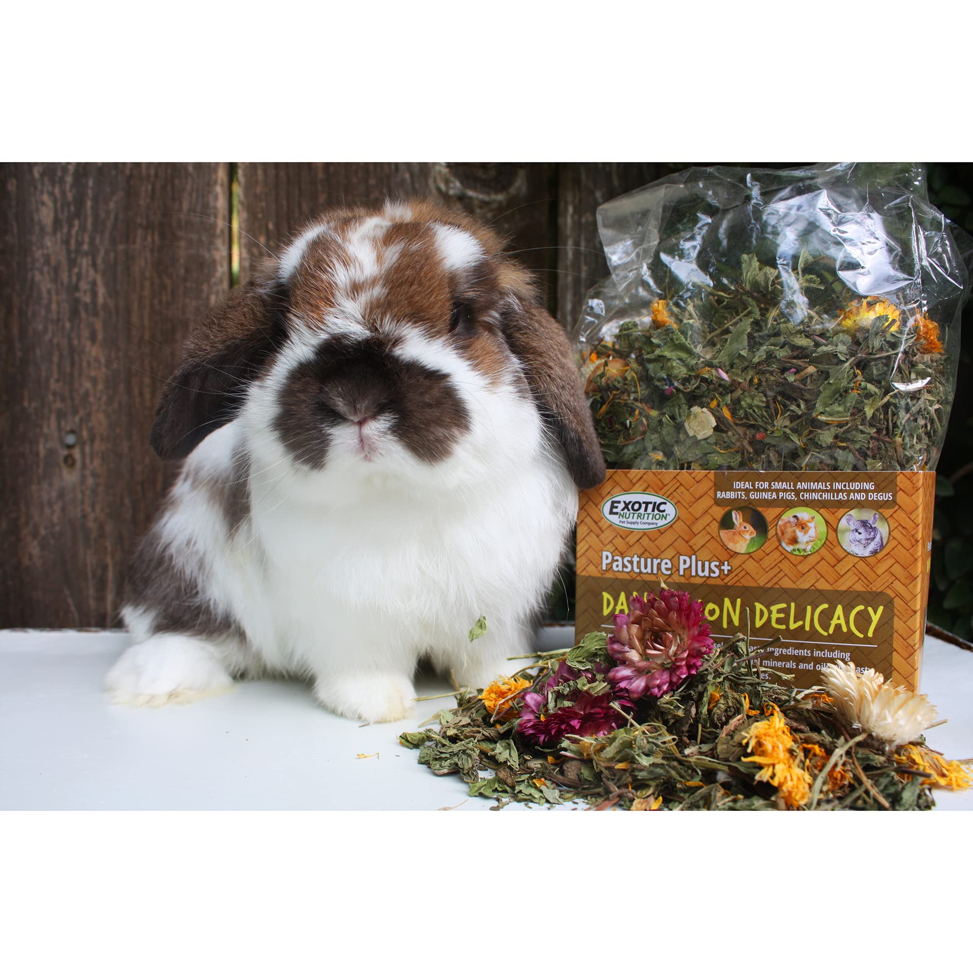 Pasture Plus+ Dandelion Delicacy - Healthy Natural High-Fiber Dried Flower Treat - Squirrels, Guinea Pigs, Rabbits, Chinchillas, Prairie Dogs, Degus, Hamsters, Gerbils & Other Small Pets