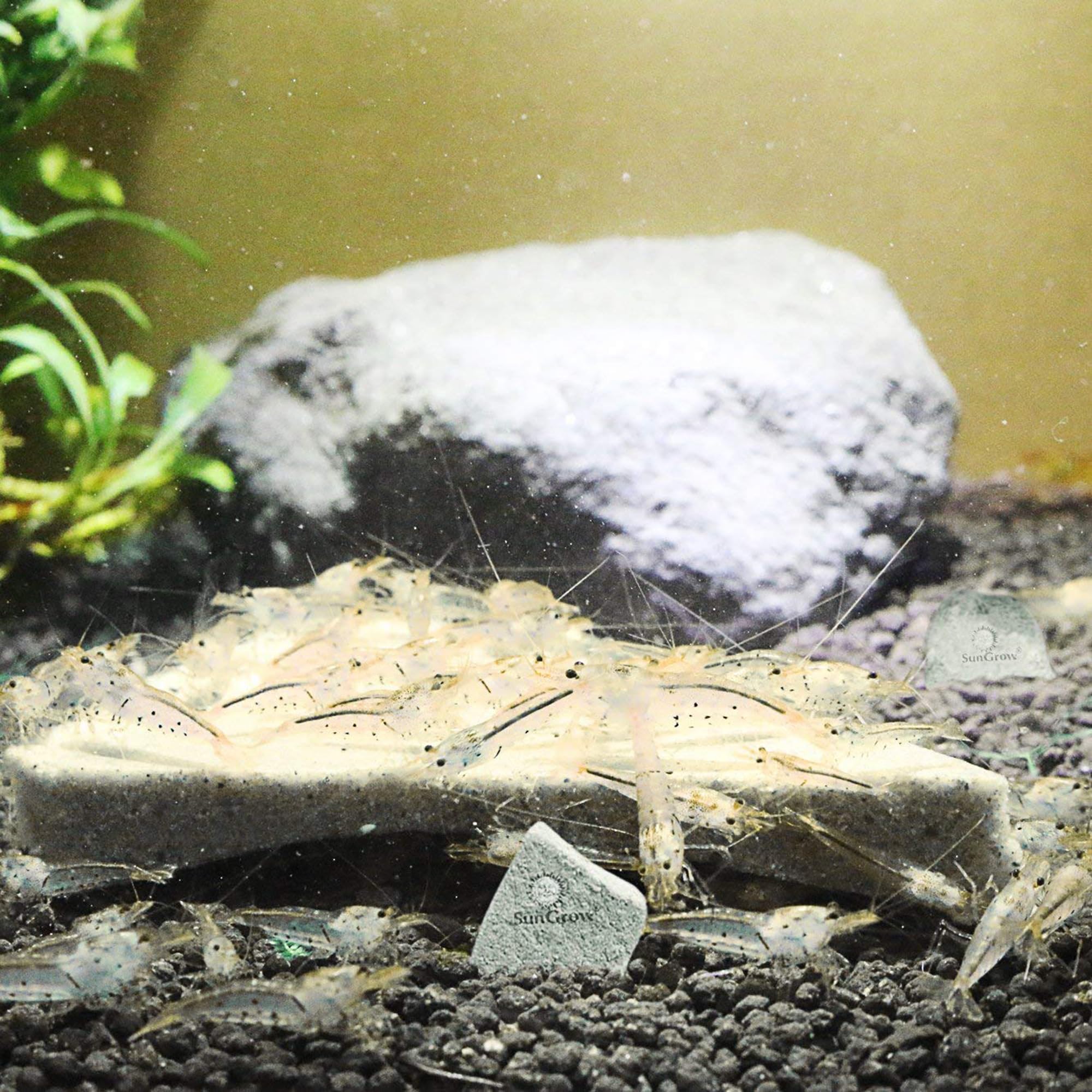 SunGrow Shrimp Rocks, Calcium, Magnesium Rocks for Crayfish, Hermit Crab, Snails, Crustacean Care, Aquarium Decor for Crystal Red, Amano and Ghost Shrimps, Nano Tank Accessories, Fish Tank Supplies