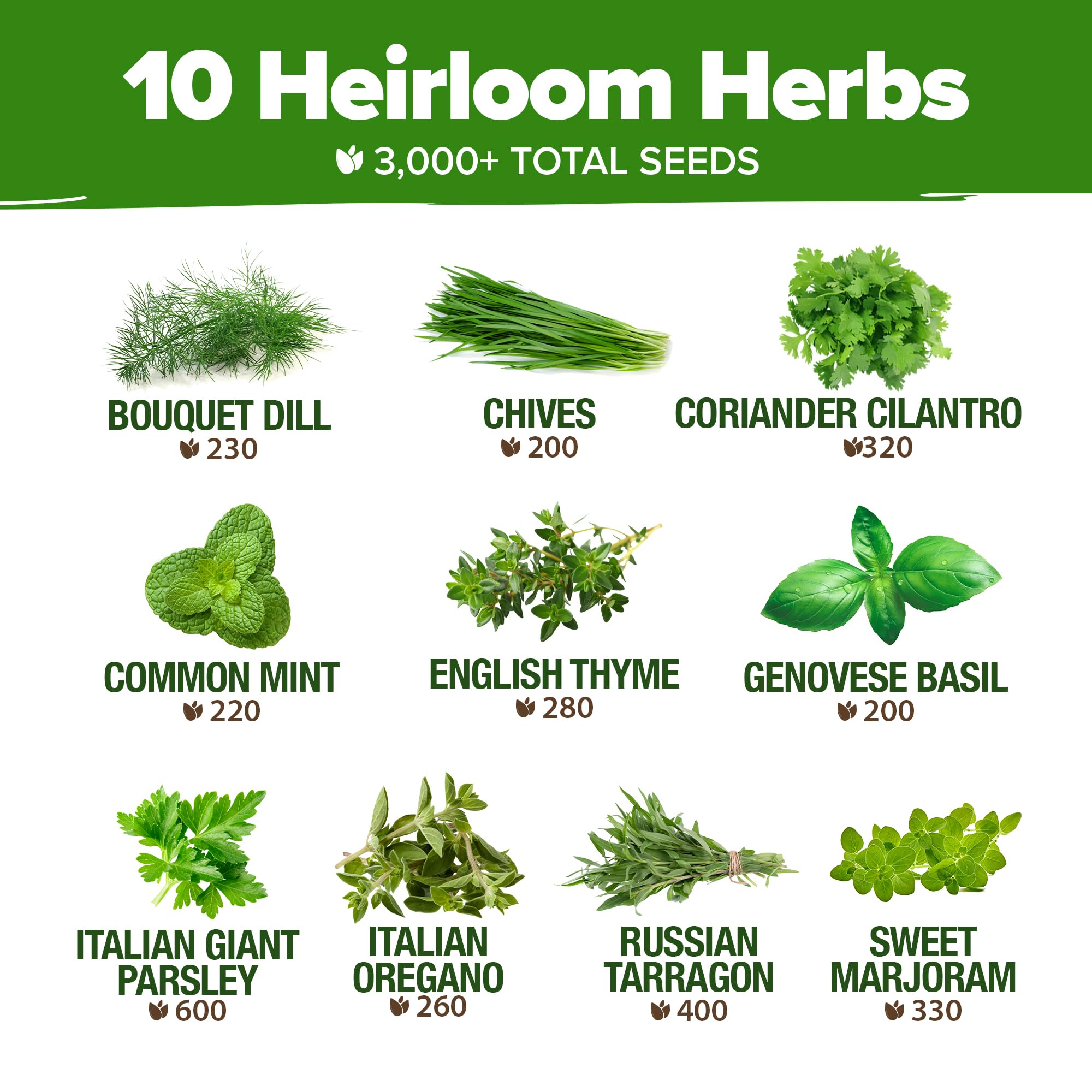 10 Culinary Herb Seeds - Non-GMO, Heirloom Seeds - 3000+ Seeds for Planting for Outdoor or Indoor Herb Garden, Basil, Cilantro, Parsley, Chives, Thyme, Oregano, Dill, Marjoram, Mint, Tarragon