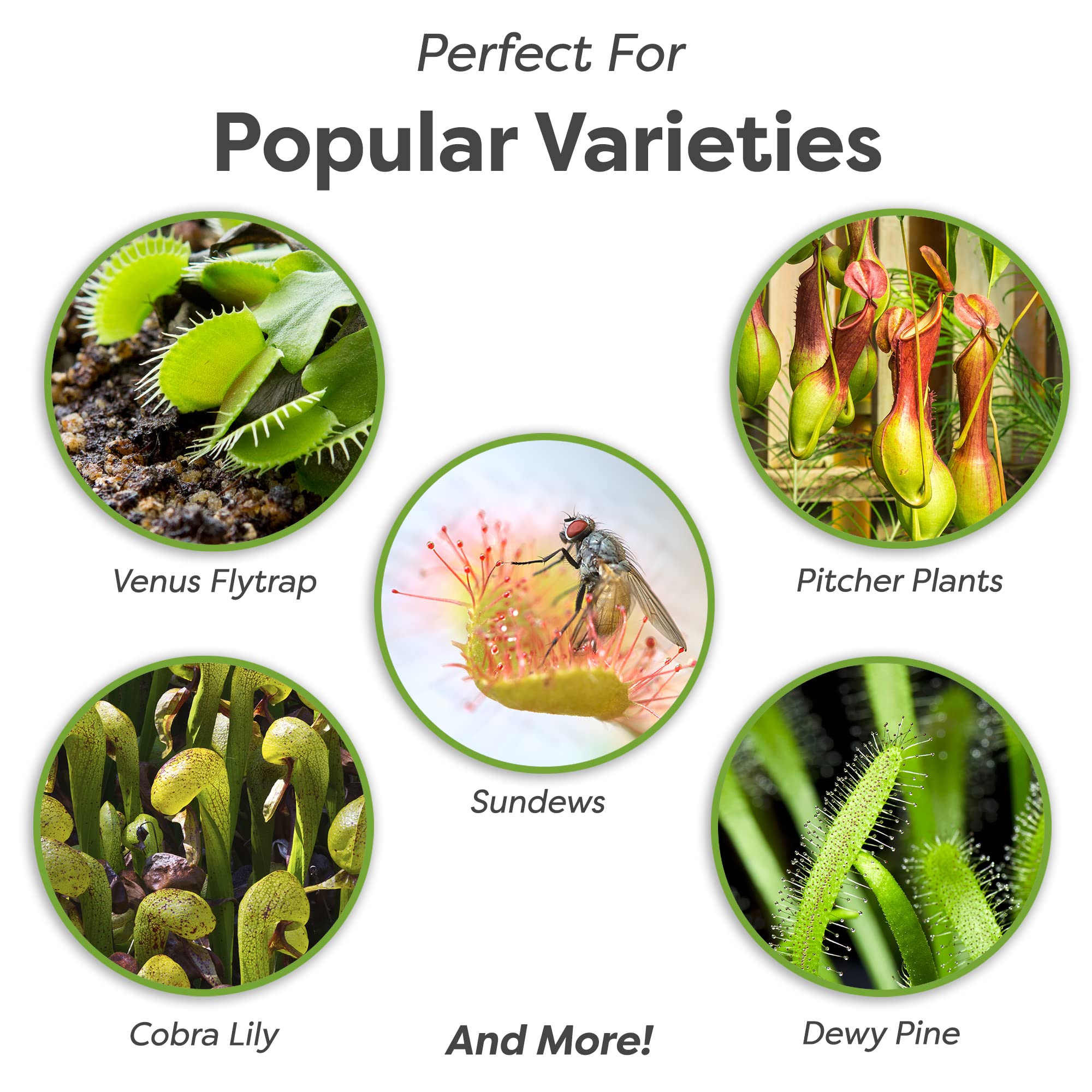 Perfect Plants Carnivorous Plant Soil | 4 Qts. Organic Premium Mix | Use with Venus Fly Traps, Pitcher Plants, or Other Carnivorous Plants