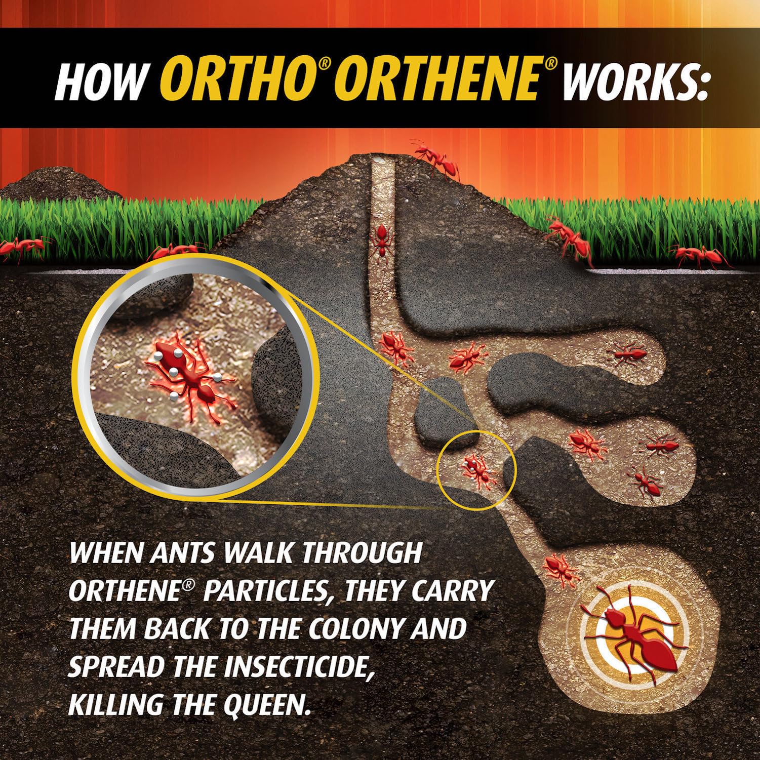 Ortho Orthene Fire Ant Killer1, Kills the Queen and Destroys Mounds, Begins Working in 60 minutes, 12 oz., 2-Pack
