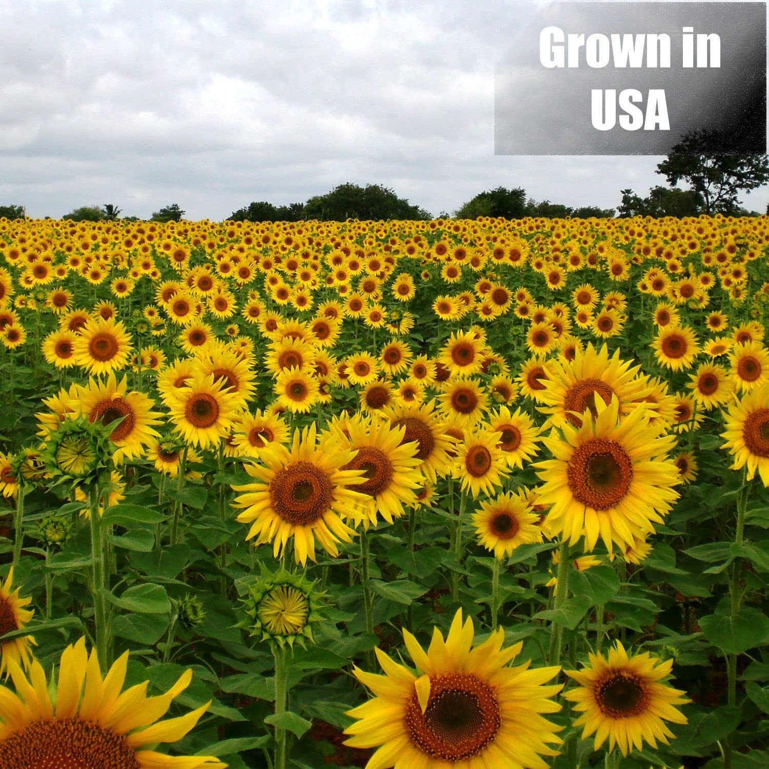 Old Potters Wildlife Black Oil Sunflower Seeds for Birds and Wildlife, Non-GMO & USA Grown on Small Farms, 12 lbs