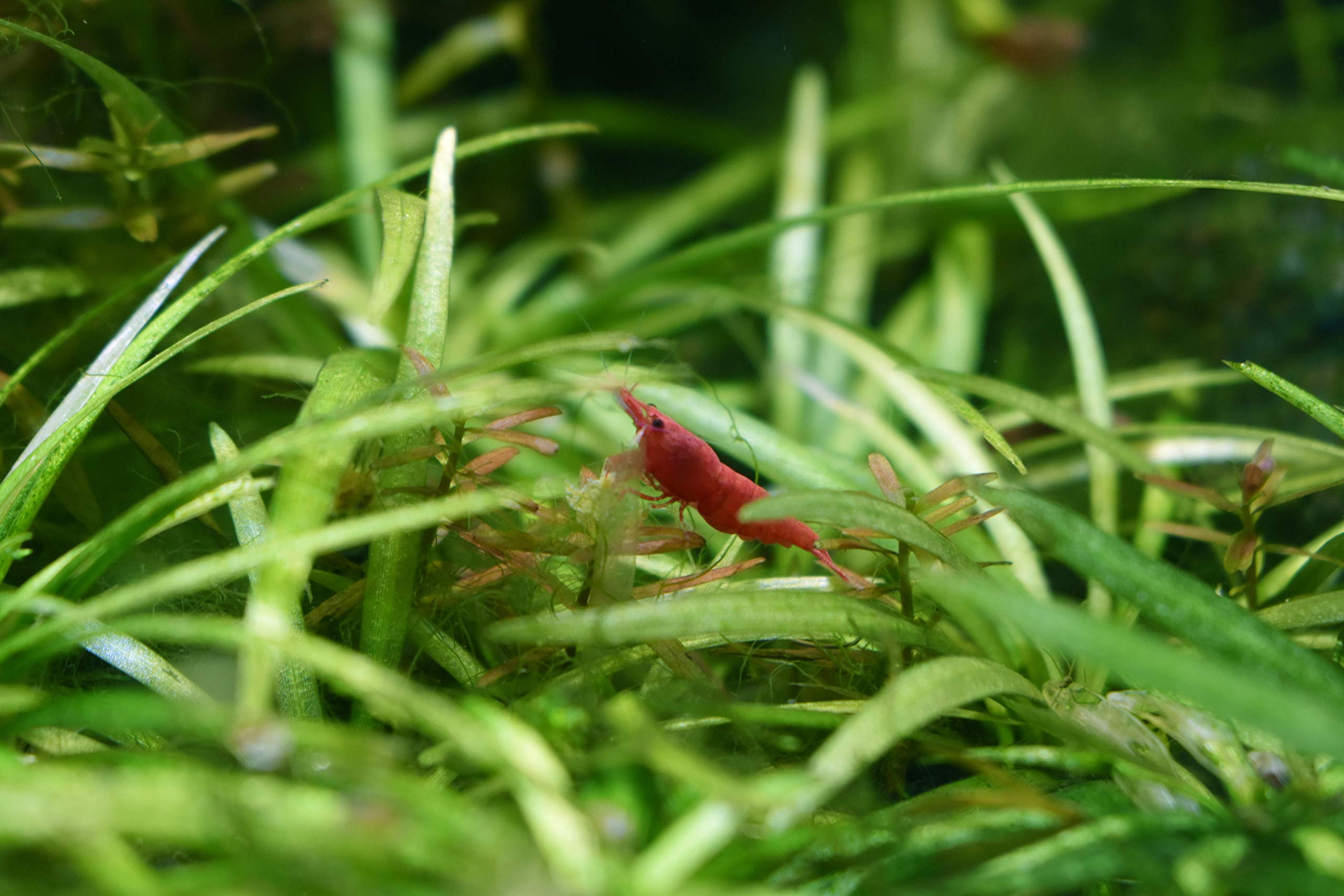 Seachem Indoor Purigen Organic Filtration Resin - Fresh and Saltwater 100 ml