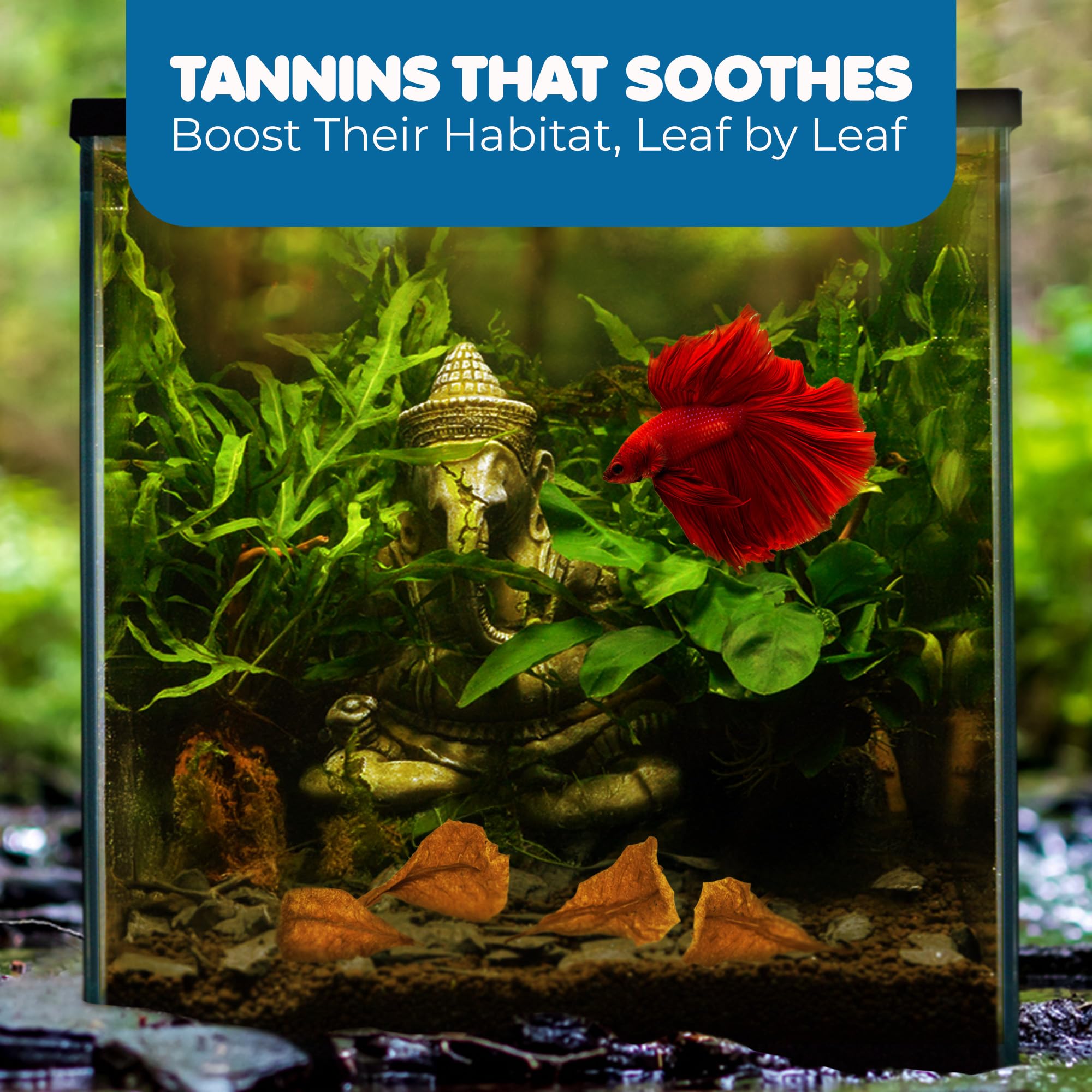 SunGrow 50 pcs Catappa Indian Almond Leaves for Betta Fish Tank Aquarium, 2” Water Conditioner Leaves, Leaf Also Suitable for Shrimp, Goldfish, Guppy and Frogs