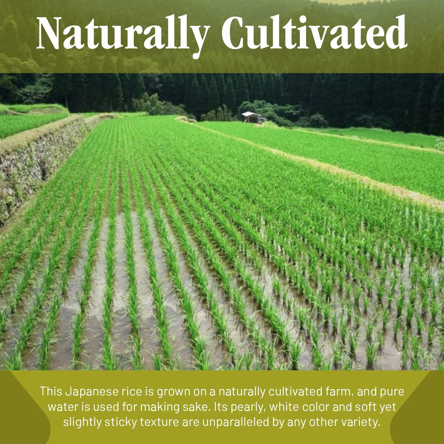 Shirakiku Dried Grains & Rice - Japanese Short Grain White Koshihikari - Uncooked Premium Quality Low Carb Sweet Sticky Sushi Rice, 15 Pounds bag