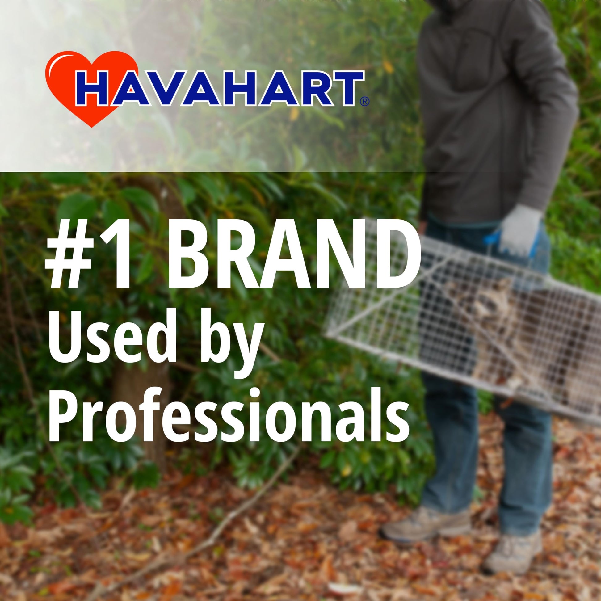 HAVAHART 1079SR Large 1-Door Humane Catch and Release Live Animal Trap Cage - Live Raccoon Trap, for Bobcats, Beavers, Dogs, & More