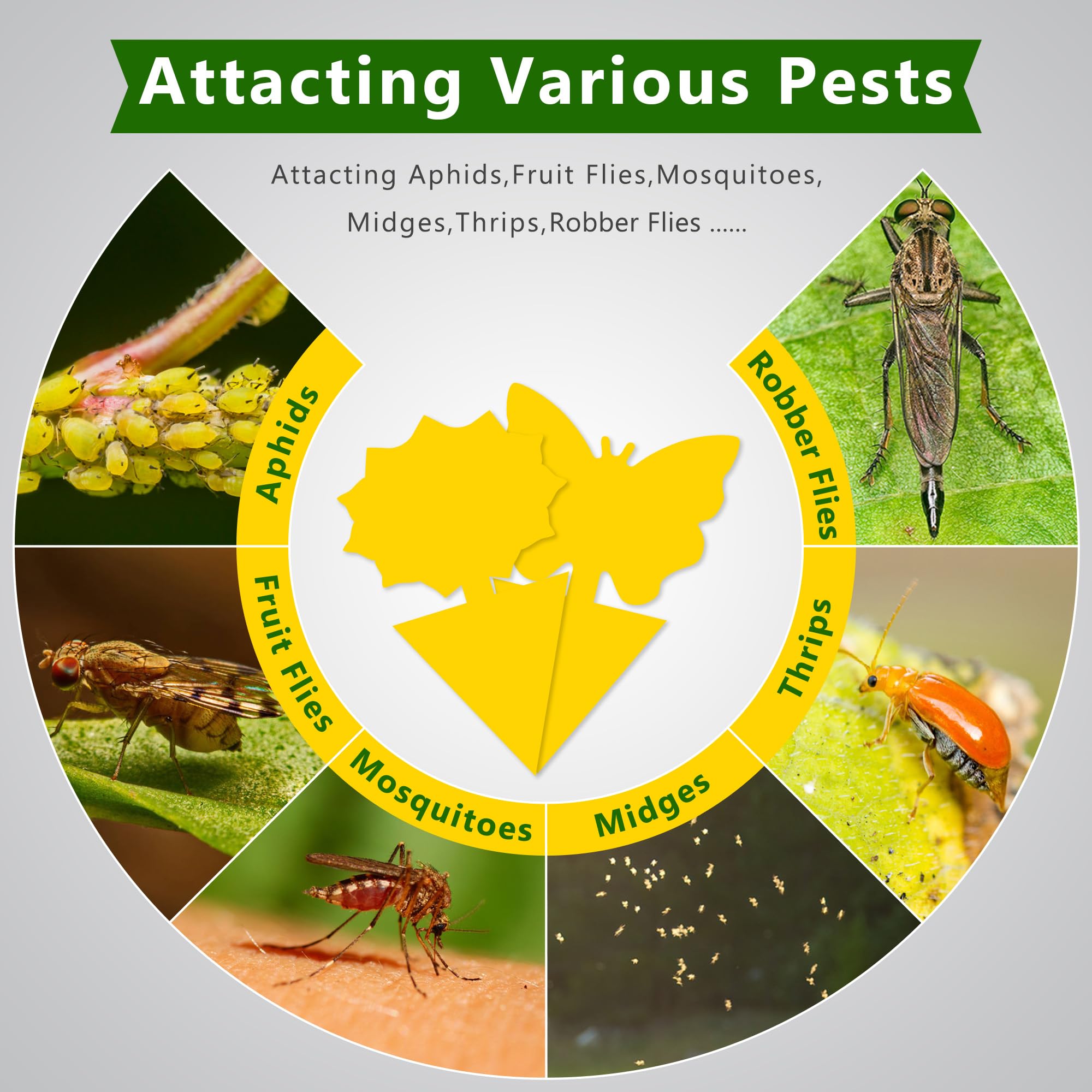 Landisun Fruit Fly Traps 48PCS Fungus Gnat-Traps for Indoor-Outdoor Yellow Fruit-Fly Sticky-Trap Plants Flying Bug Insects Traps