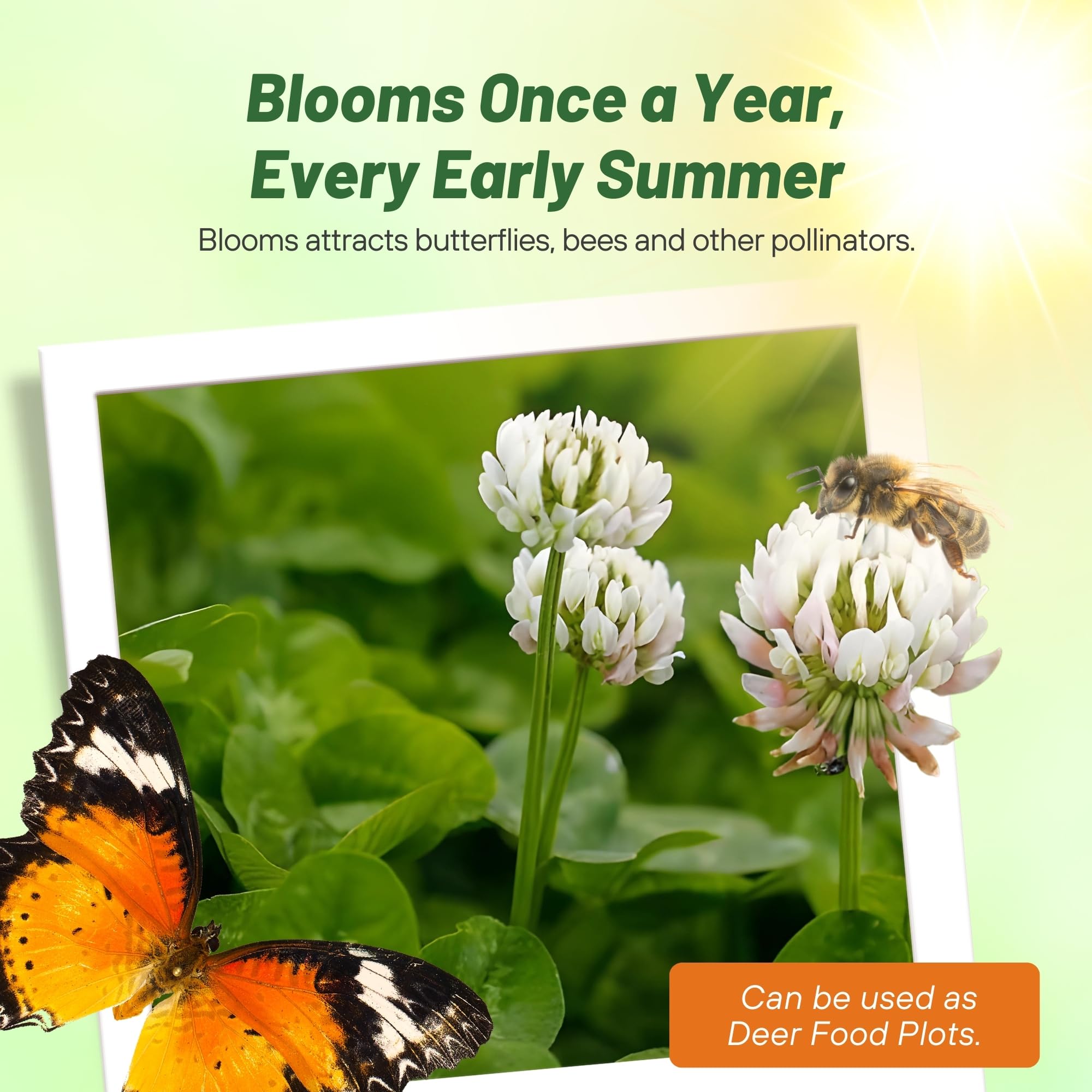 Outsidepride Perennial White Dutch Clover Seed - 2 lbs. Nitrocoated, Inoculated Clover Seeds for Lawn Alternative, Erosion Control, Food Plots, Ground Cover, & Pasture Mixtures in USDA Zones 3-10