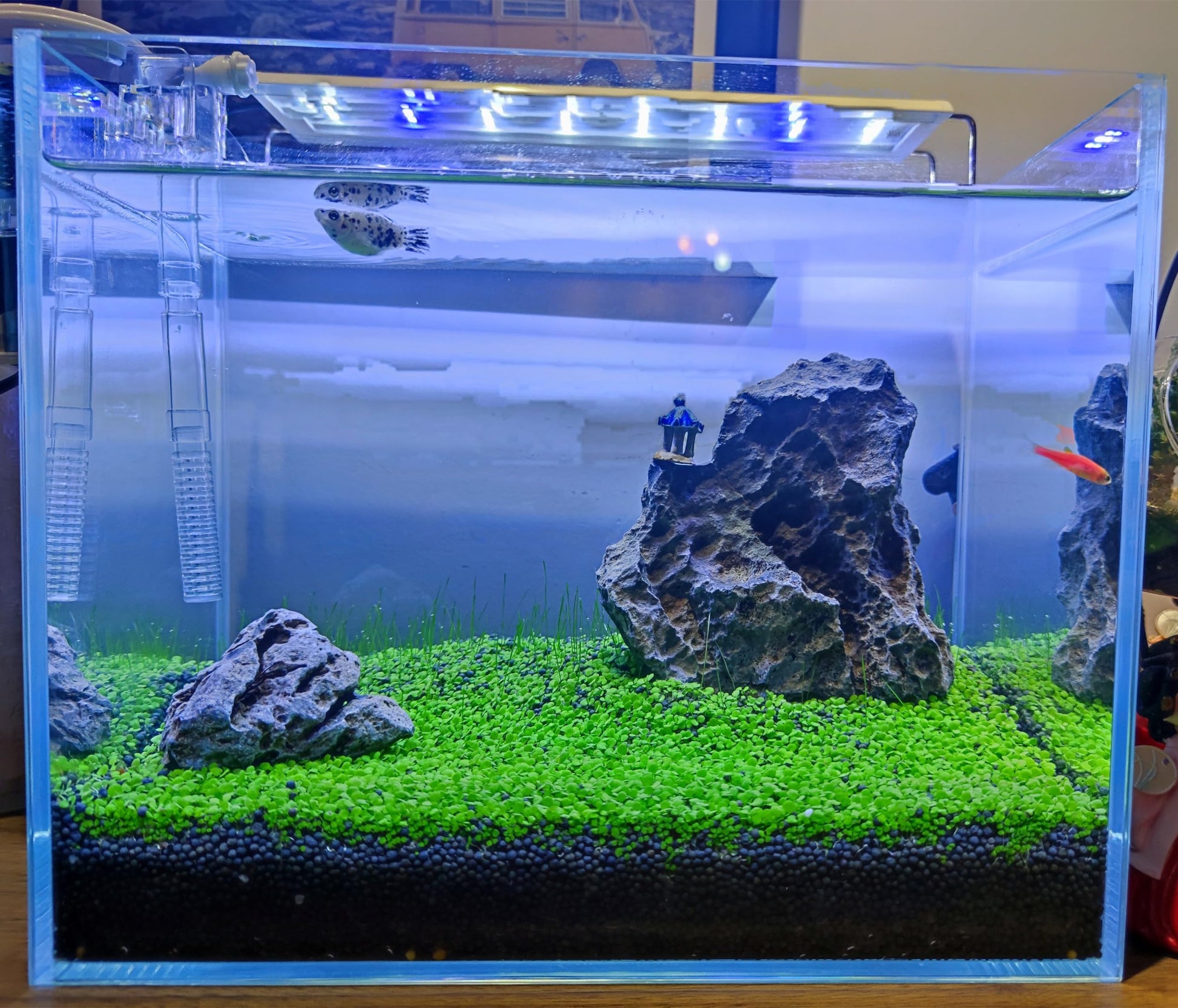 4 Pack Aquarium Plant S.e.e.ds, no Artificial Plastic Plant, Fish Tank Live Grass for All Substrate (0.36ozTiny+0.36oz Long+0.36oz Short+0.36oz Big Dual) ZQV-005