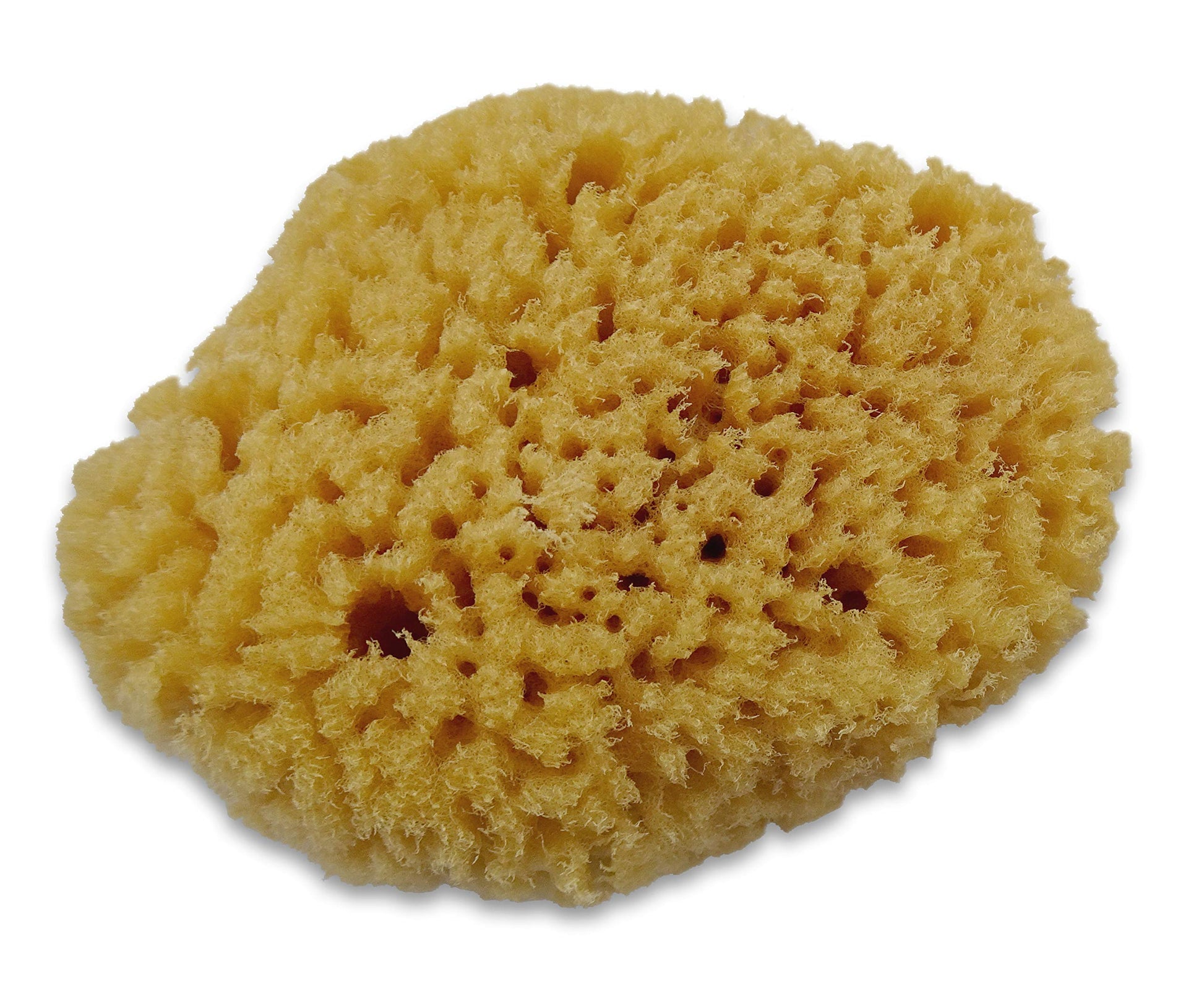 Constantia Pets Hermit Crab Real Sea Sponges - 5 Pack Unbleached, Provides Nutrients, Safer Drinking and Helps Maintain Habitat Tank Humidity