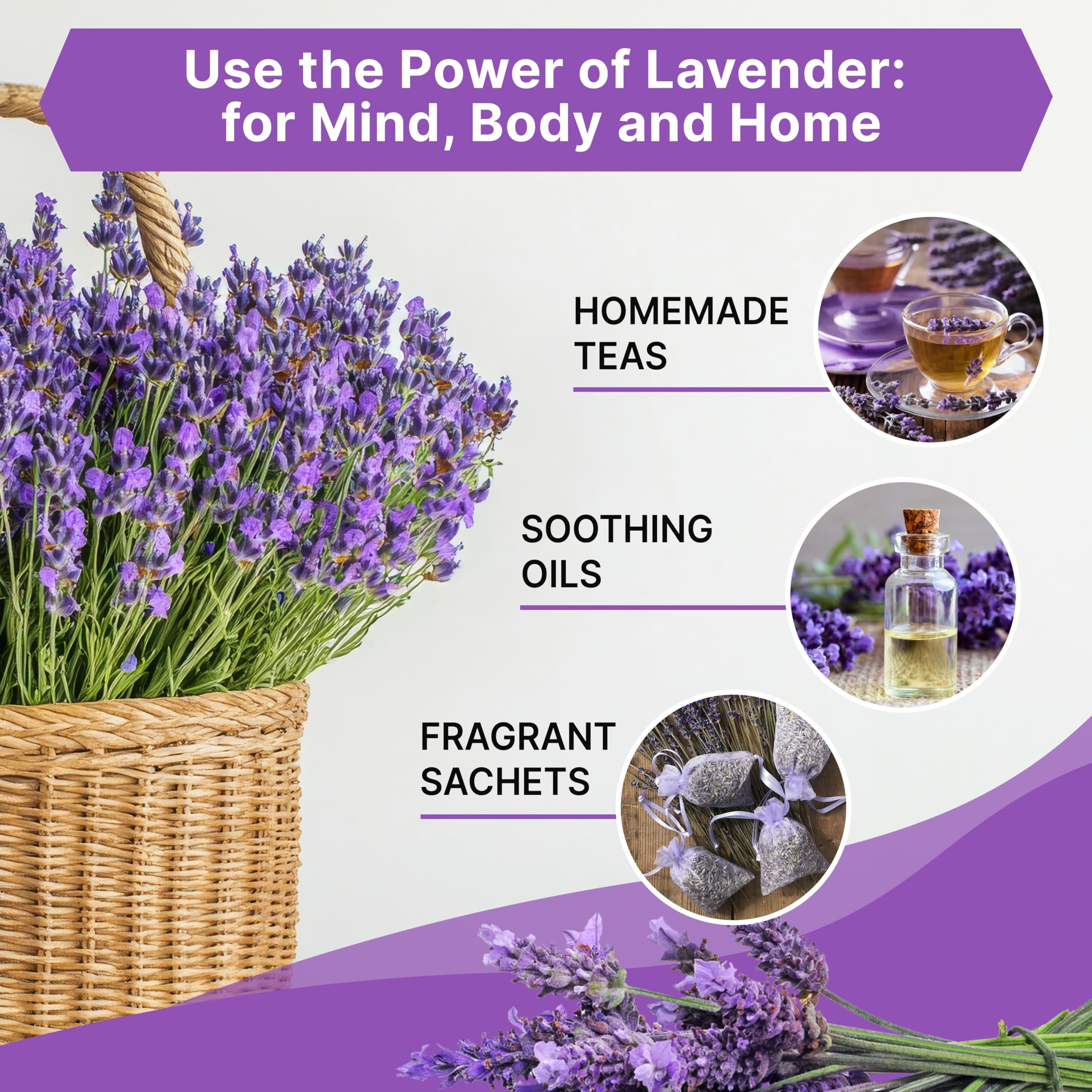 English Lavender Seeds Pack 2.50G - Over 2200 Non-GMO Heirloom Lavender Seeds for Planting Herbs in Individual Seed Packet, Herbs Seeds for Planting Home Garden Indoor & Outdoor Gardening