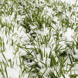 No-Till Winter Rye Seeds - 5 Lbs - Non-GMO Rye Grain Cover Crop Seeds by Mountain Valley Seed Company.