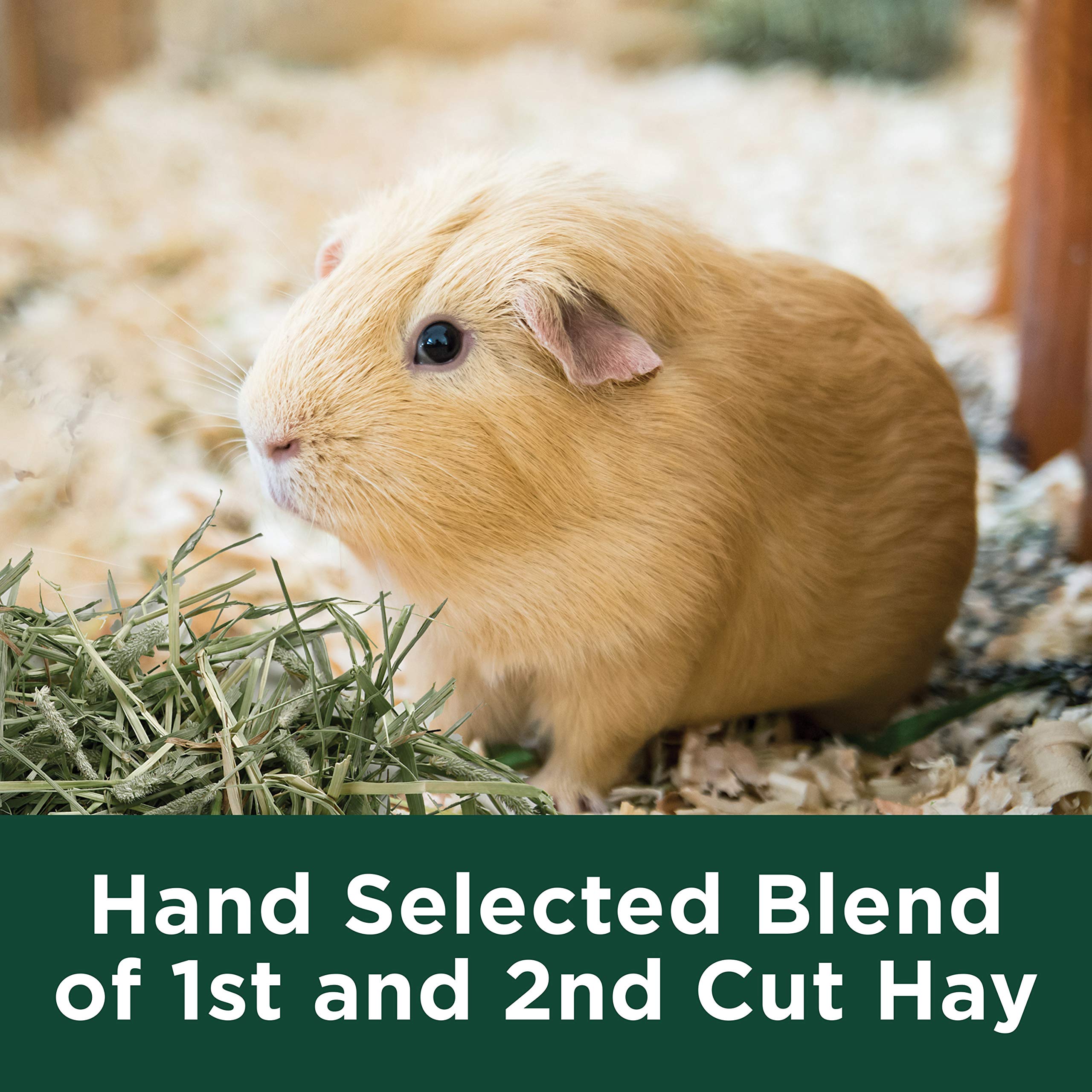 Kaytee Wafer Cut All Natural Timothy Hay for Pet Guinea Pigs, Rabbits & Other Small Animals, 60 Ounce