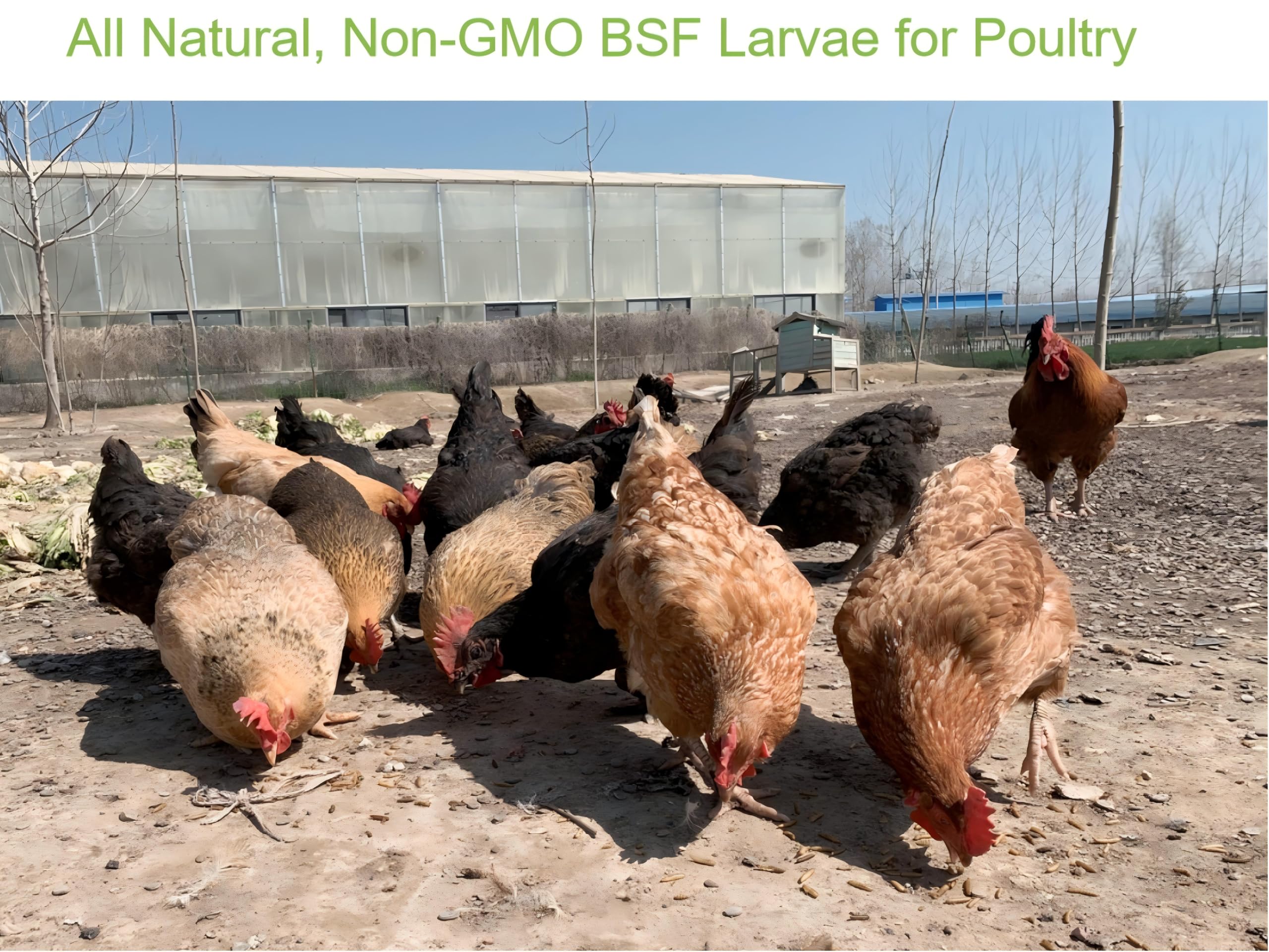 Classic Flock 10lb Dried Black Soldier Fly Larvae Chicken Feed,100% Natural Non-GMO BSF Larvae,More Calcium Than Mealworms,High Protein Chickens Treats, Food for Wild Birds, Ducks, Laying Hens