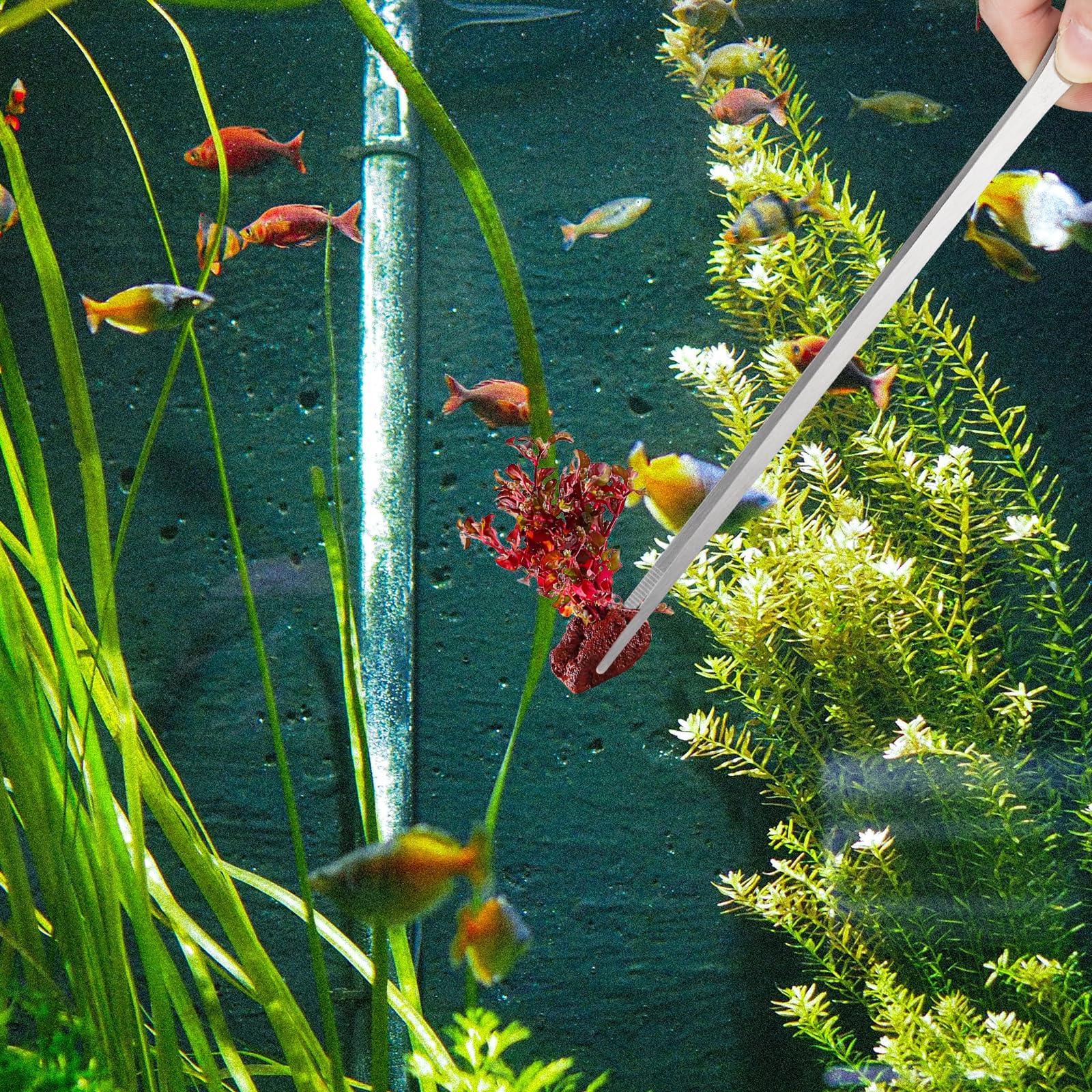 Fri4Free 2PCS Long Aquarium Tweezers - 10.6" Straight and Curved Tweezers, Stainless Steel Reptile Feeding tongs, Terrarium Aquascape Tools Feeder for Lizards, Bearded Dragon Snake Tank Accessories