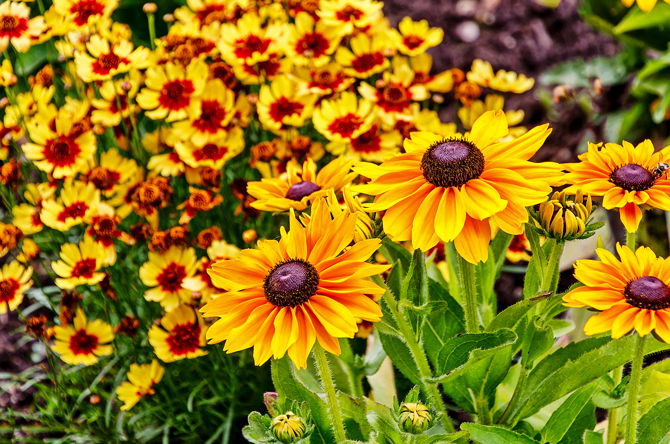 Black Eyed Susan Seeds for Planting, 5000 Seeds, Giving You Beautiful Black Eyed Susan Flowers, Non-GMO, Heirloom Seed Varieties