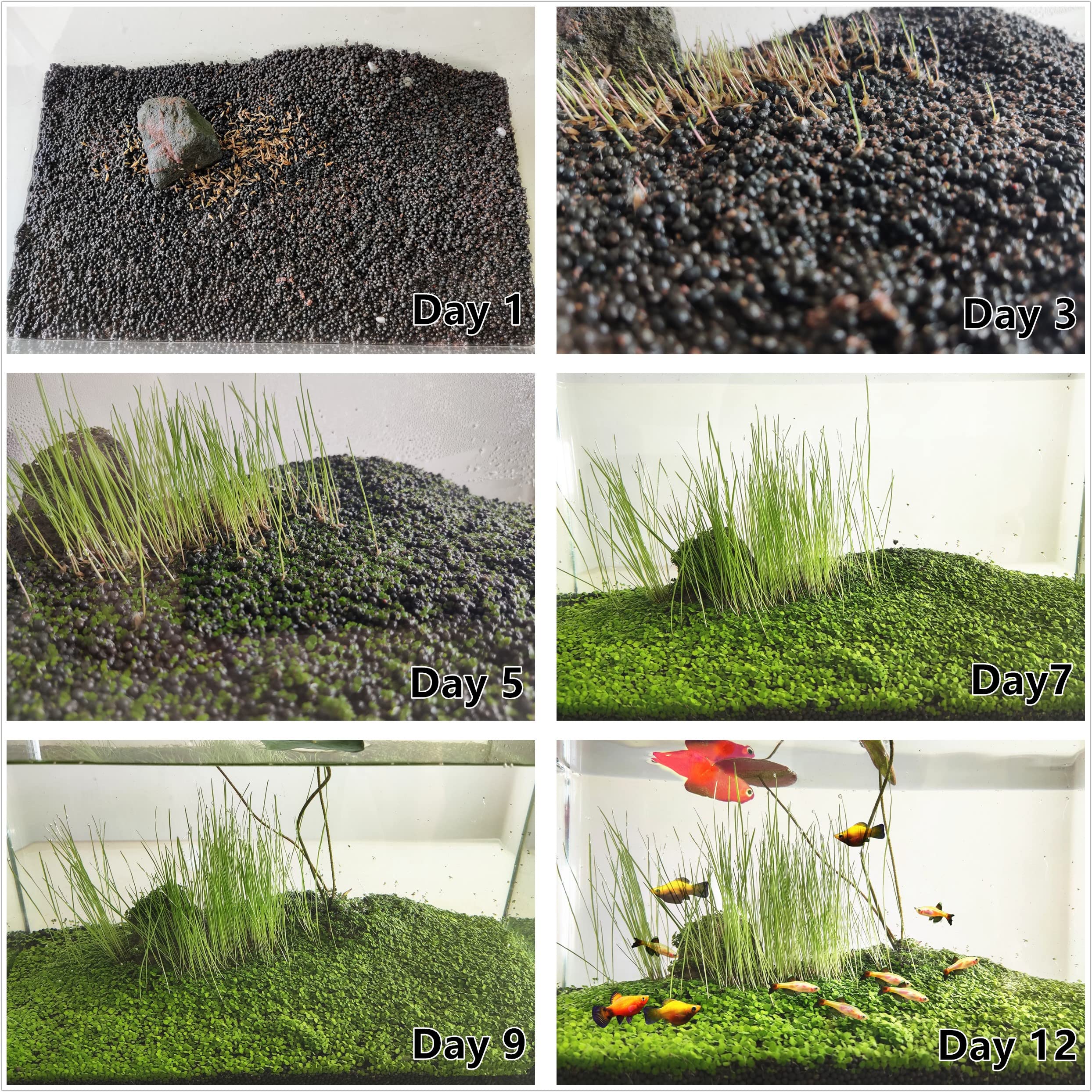 4 Pack Aquarium Plant S.e.e.ds, no Artificial Plastic Plant, Fish Tank Live Grass for All Substrate (0.36ozTiny+0.36oz Long+0.36oz Short+0.36oz Big Dual) ZQV-005