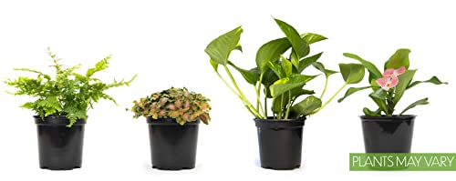 Essential Houseplant Collection (3PK) Live Plants Indoor Plants Live Houseplants in Plant Pots, Easy House Plants Indoors Live, Snake Plant, Pothos in Potting Soil, Clean Air Plants by Altman Plants