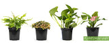 Essential Houseplant Collection (3PK) Live Plants Indoor Plants Live Houseplants in Plant Pots, Easy House Plants Indoors Live, Snake Plant, Pothos in Potting Soil, Clean Air Plants by Altman Plants