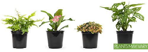 Essential Houseplant Collection (3PK) Live Plants Indoor Plants Live Houseplants in Plant Pots, Easy House Plants Indoors Live, Snake Plant, Pothos in Potting Soil, Clean Air Plants by Altman Plants