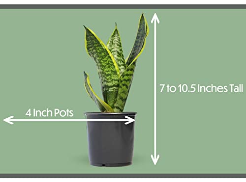 Essential Houseplant Collection (3PK) Live Plants Indoor Plants Live Houseplants in Plant Pots, Easy House Plants Indoors Live, Snake Plant, Pothos in Potting Soil, Clean Air Plants by Altman Plants