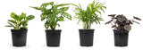 Essential Houseplant Collection (3PK) Live Plants Indoor Plants Live Houseplants in Plant Pots, Easy House Plants Indoors Live, Snake Plant, Pothos in Potting Soil, Clean Air Plants by Altman Plants