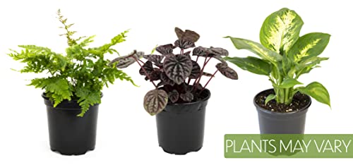 Essential Houseplant Collection (3PK) Live Plants Indoor Plants Live Houseplants in Plant Pots, Easy House Plants Indoors Live, Snake Plant, Pothos in Potting Soil, Clean Air Plants by Altman Plants