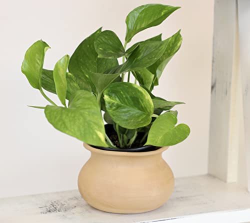 Essential Houseplant Collection (3PK) Live Plants Indoor Plants Live Houseplants in Plant Pots, Easy House Plants Indoors Live, Snake Plant, Pothos in Potting Soil, Clean Air Plants by Altman Plants