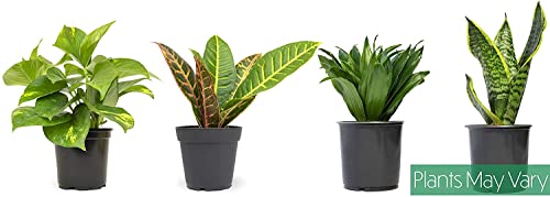 Essential Houseplant Collection (3PK) Live Plants Indoor Plants Live Houseplants in Plant Pots, Easy House Plants Indoors Live, Snake Plant, Pothos in Potting Soil, Clean Air Plants by Altman Plants