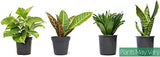 Essential Houseplant Collection (3PK) Live Plants Indoor Plants Live Houseplants in Plant Pots, Easy House Plants Indoors Live, Snake Plant, Pothos in Potting Soil, Clean Air Plants by Altman Plants