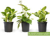 Essential Houseplant Collection (3PK) Live Plants Indoor Plants Live Houseplants in Plant Pots, Easy House Plants Indoors Live, Snake Plant, Pothos in Potting Soil, Clean Air Plants by Altman Plants