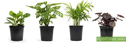 Essential Houseplant Collection (3PK) Live Plants Indoor Plants Live Houseplants in Plant Pots, Easy House Plants Indoors Live, Snake Plant, Pothos in Potting Soil, Clean Air Plants by Altman Plants